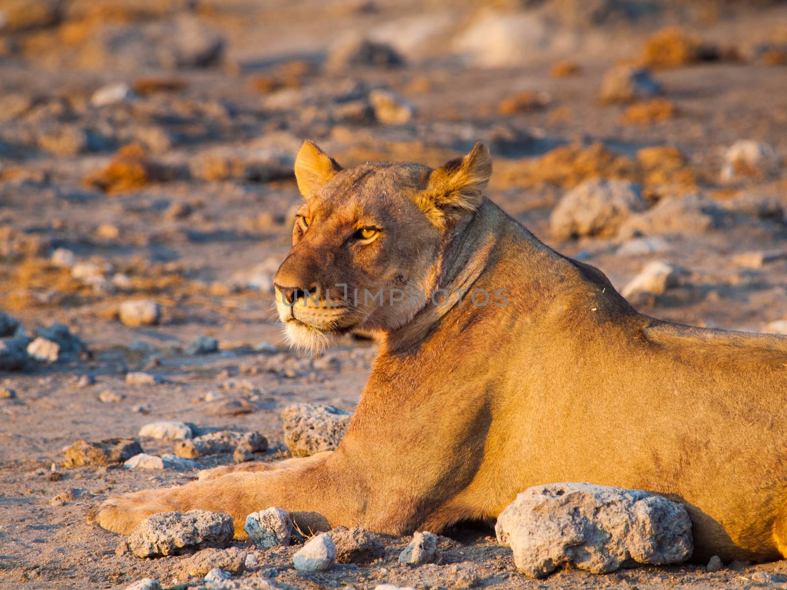 Lion having a rest Lion having a rest by pyty