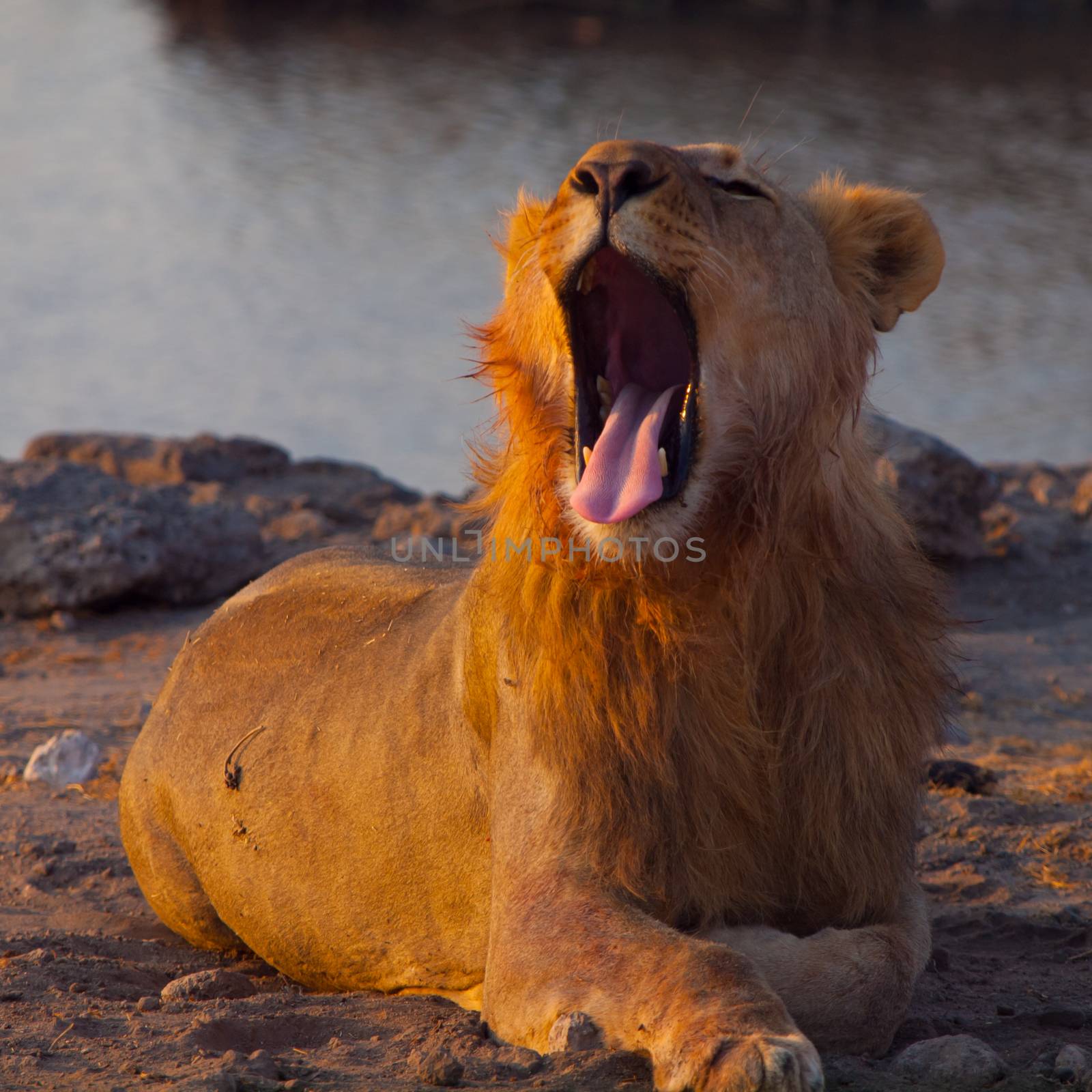 Yawning young male lion in the evening sun