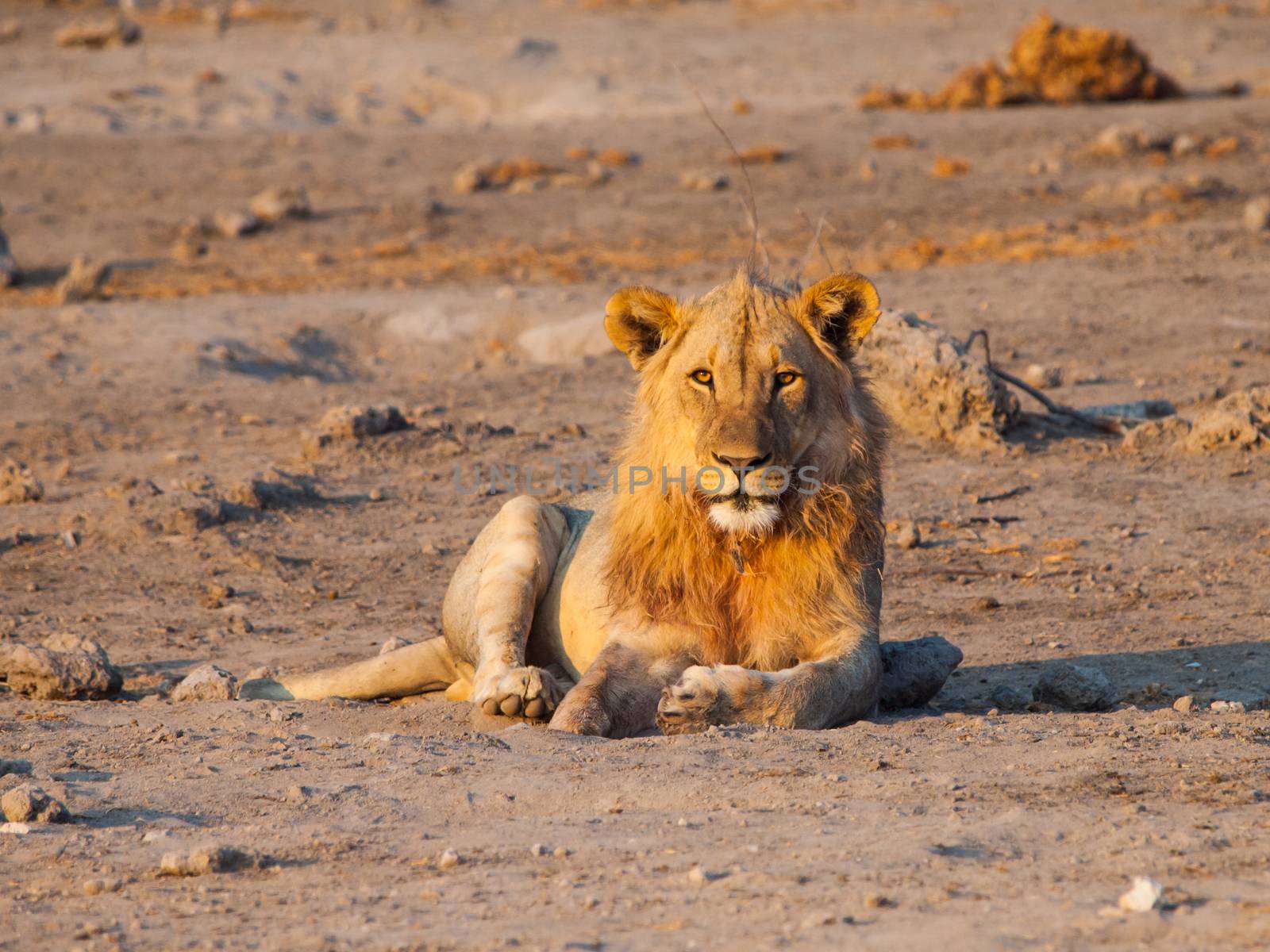 Lion having a rest by pyty