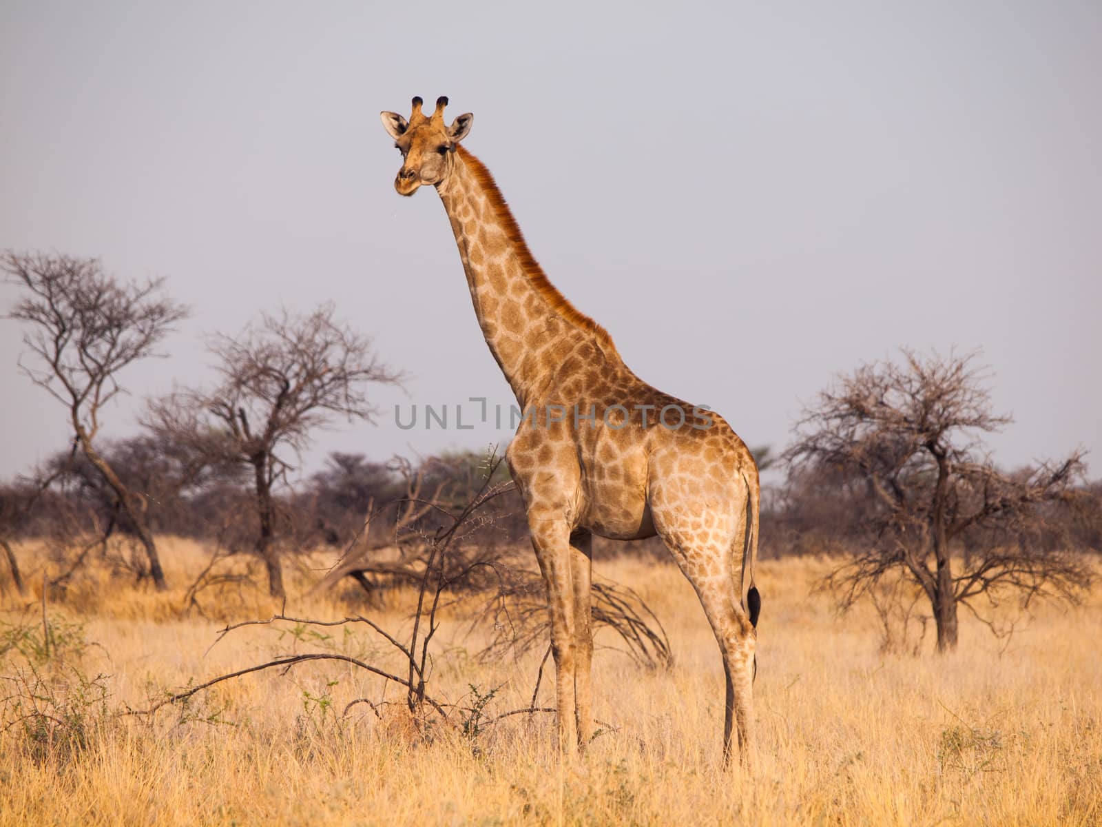 Giraffe in savanna (Etosha national park, Namibia)