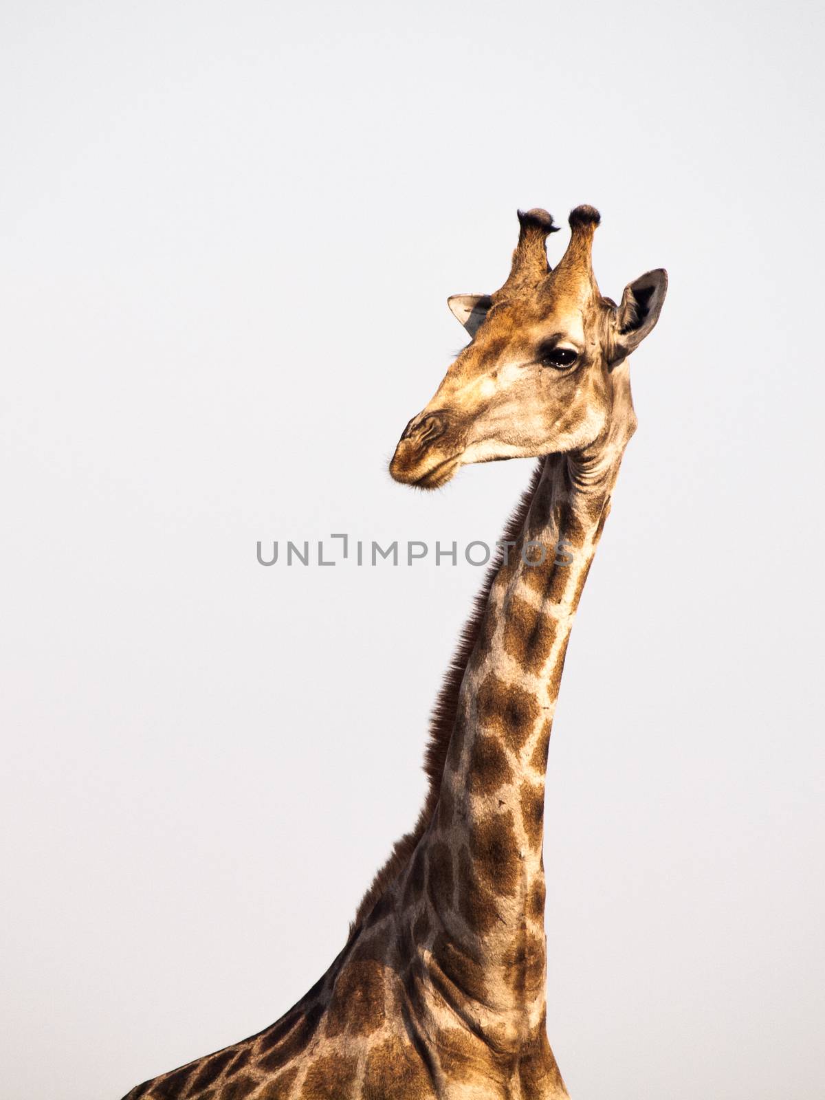 Giraffe portrait on safari wild drive