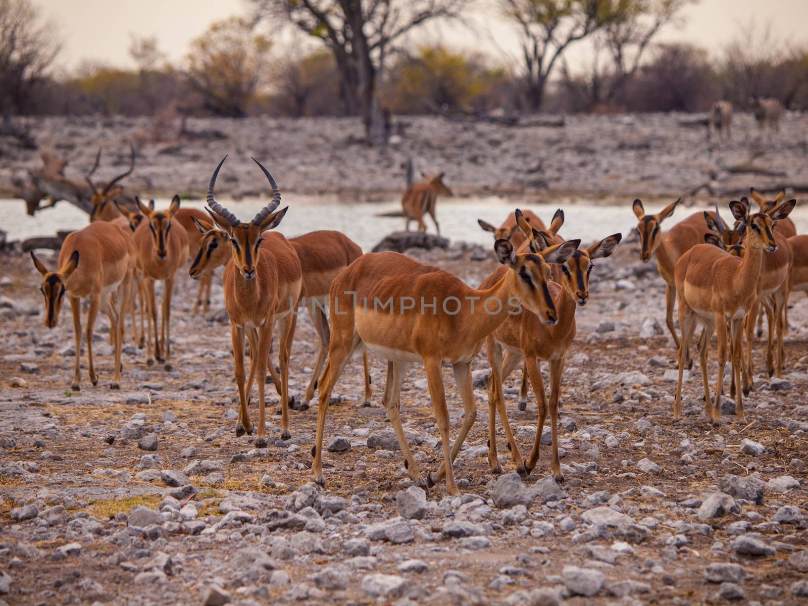 Impala herd near water hole