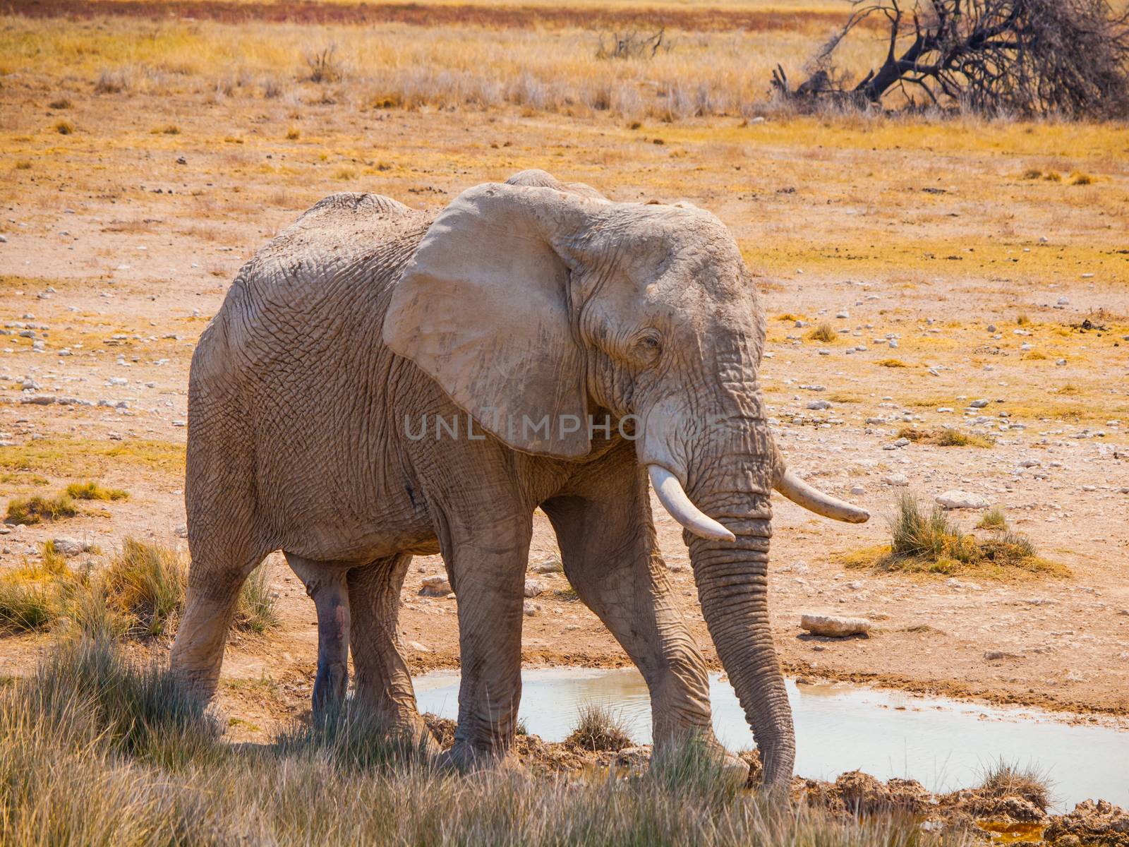 Thirsty elephant at water hole