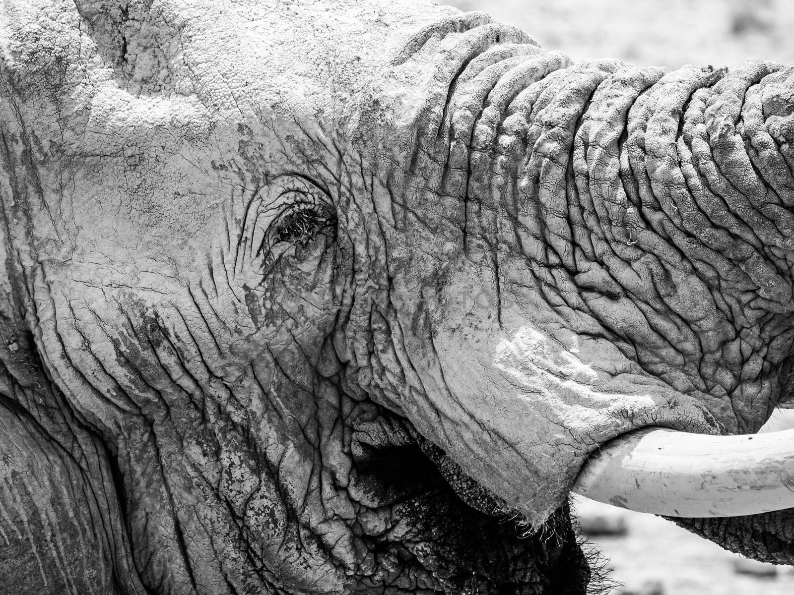 Detailed view of elephant head