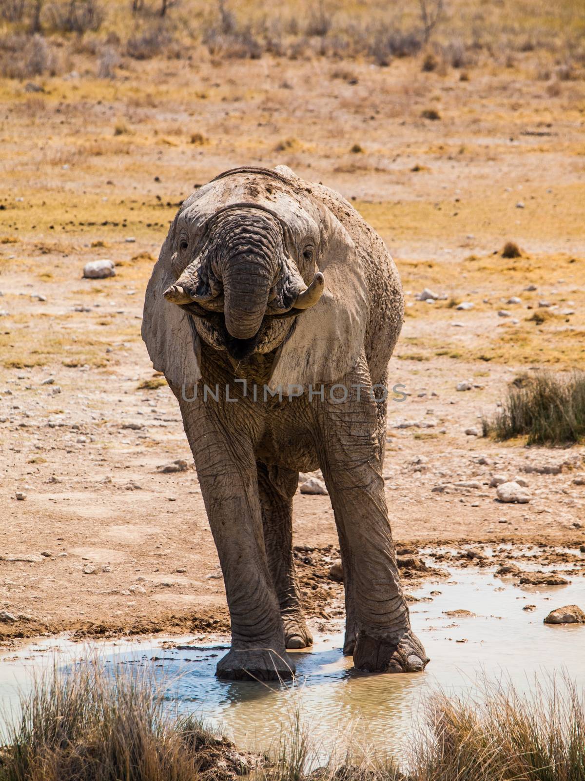 Thirsty elephant at water hole