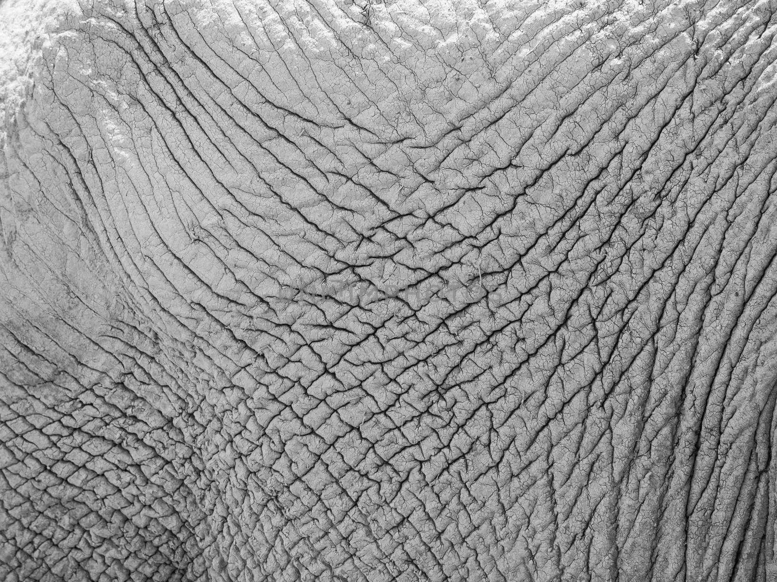 Elephant skin by pyty