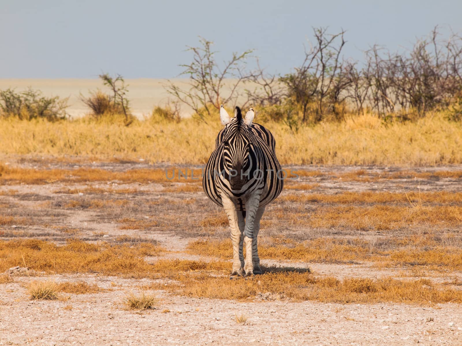 Front view of zebra in sunny day