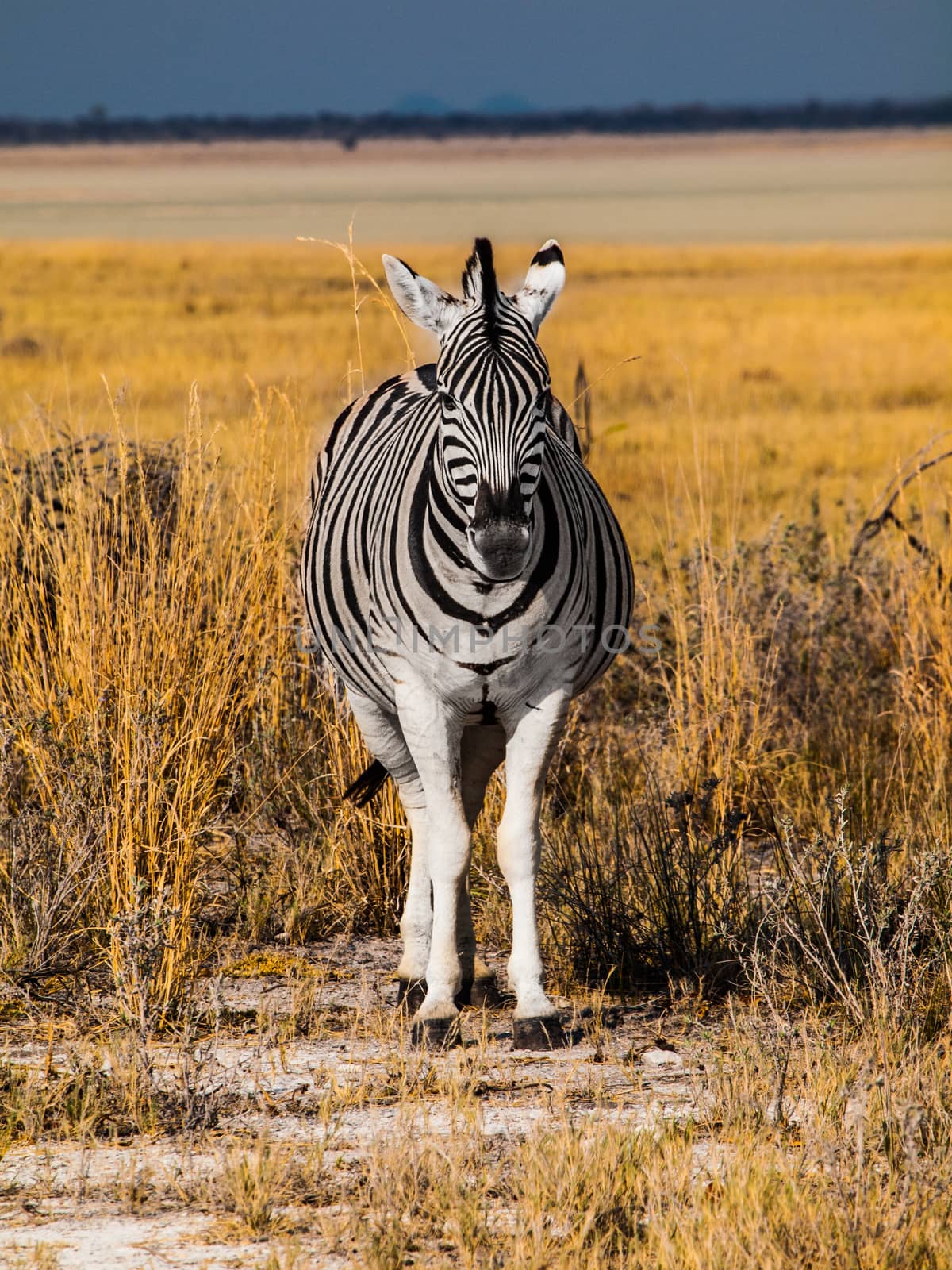 Front view of zebra in sunny day