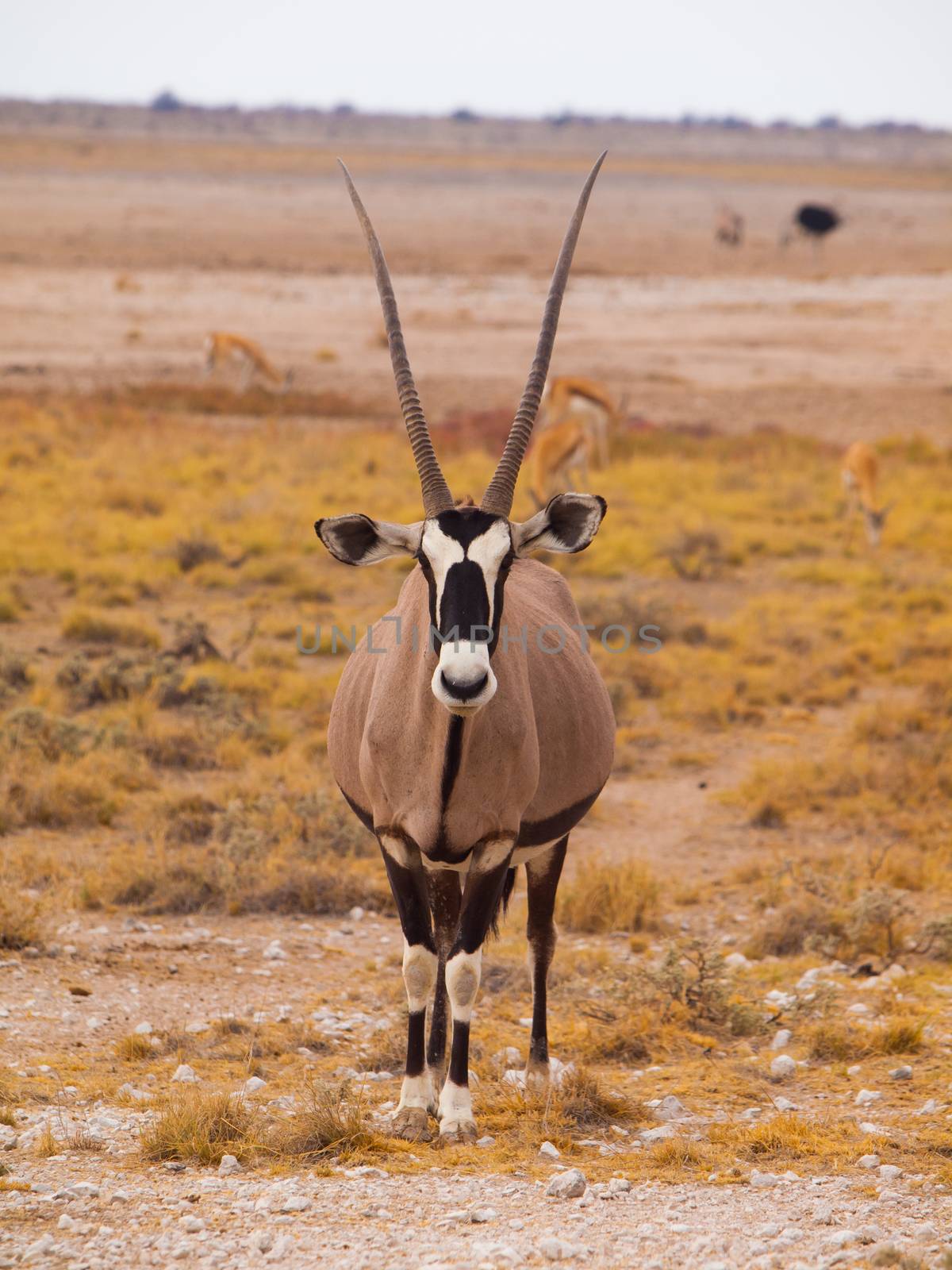 Front view of oryx antelope (Oryx gazella)