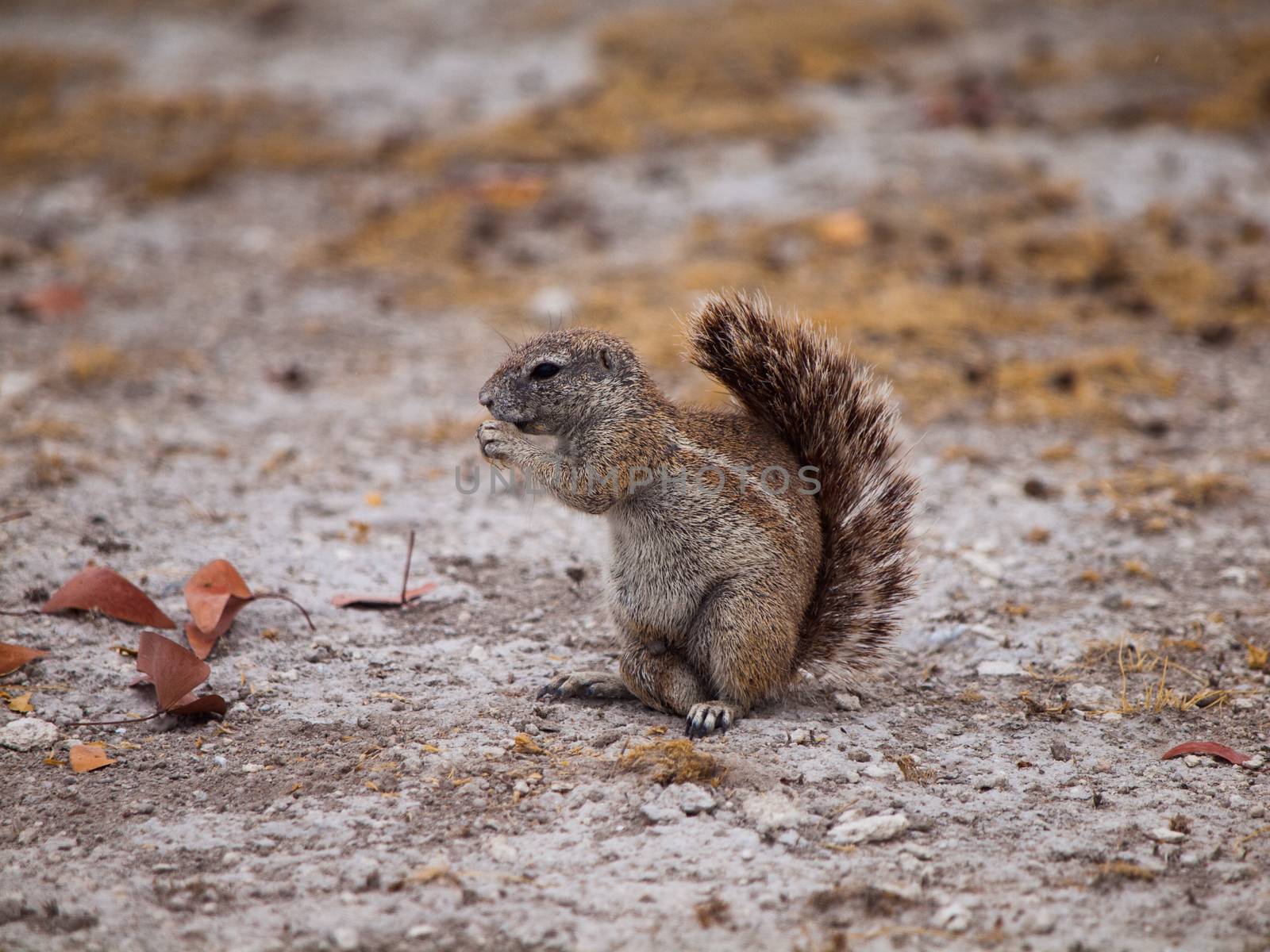 Cape ground squirrel by pyty