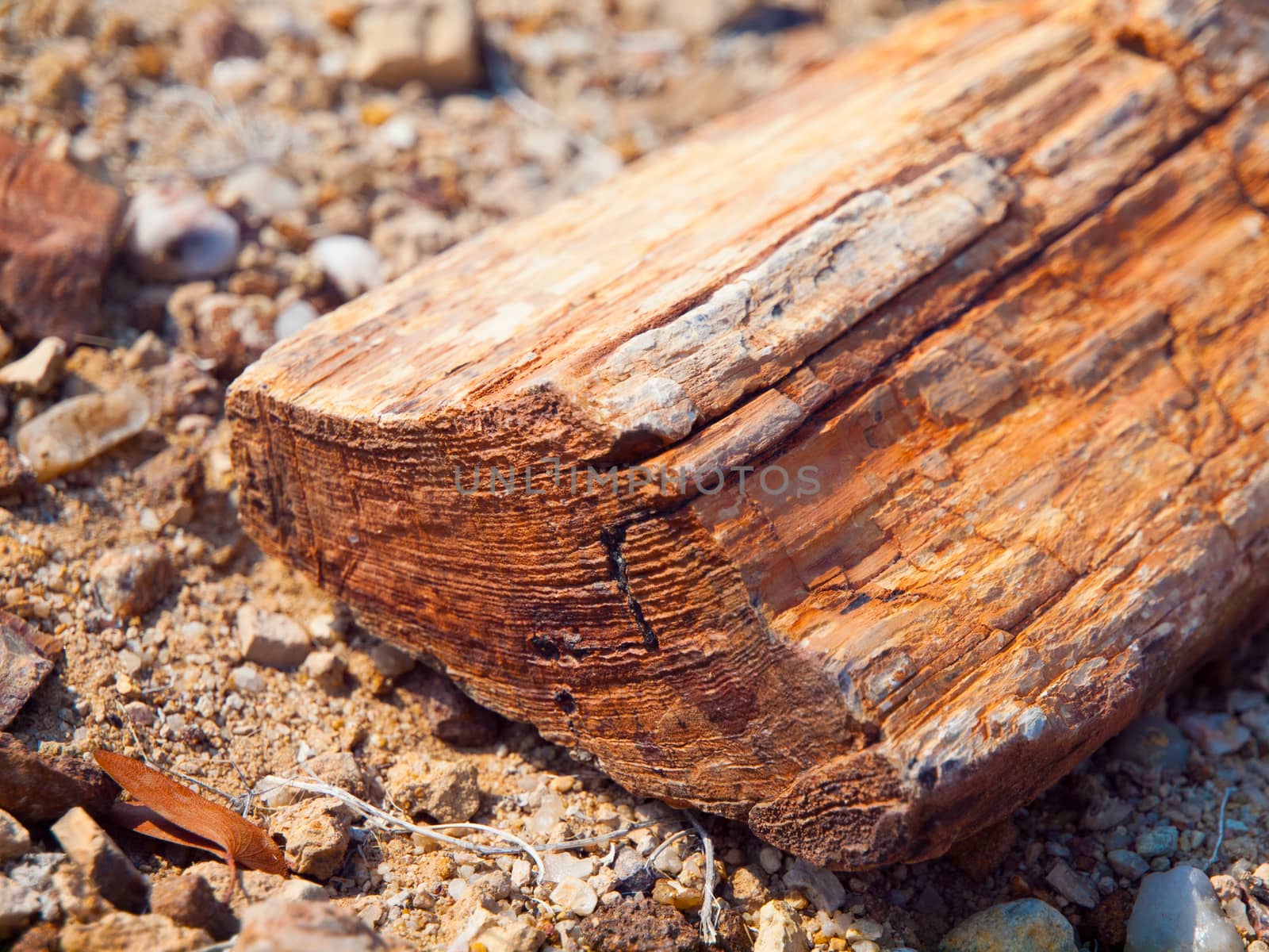 A piece of petrified wood (Petrified forest, Namibia)