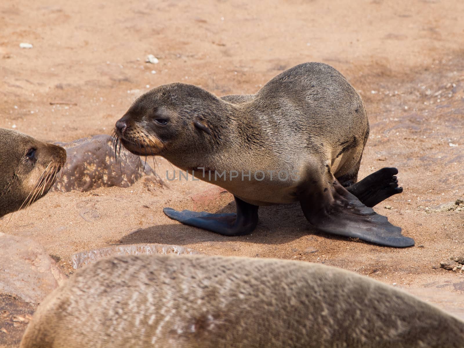 Brown Fur Seal (Arctocephalus pusillus) by pyty