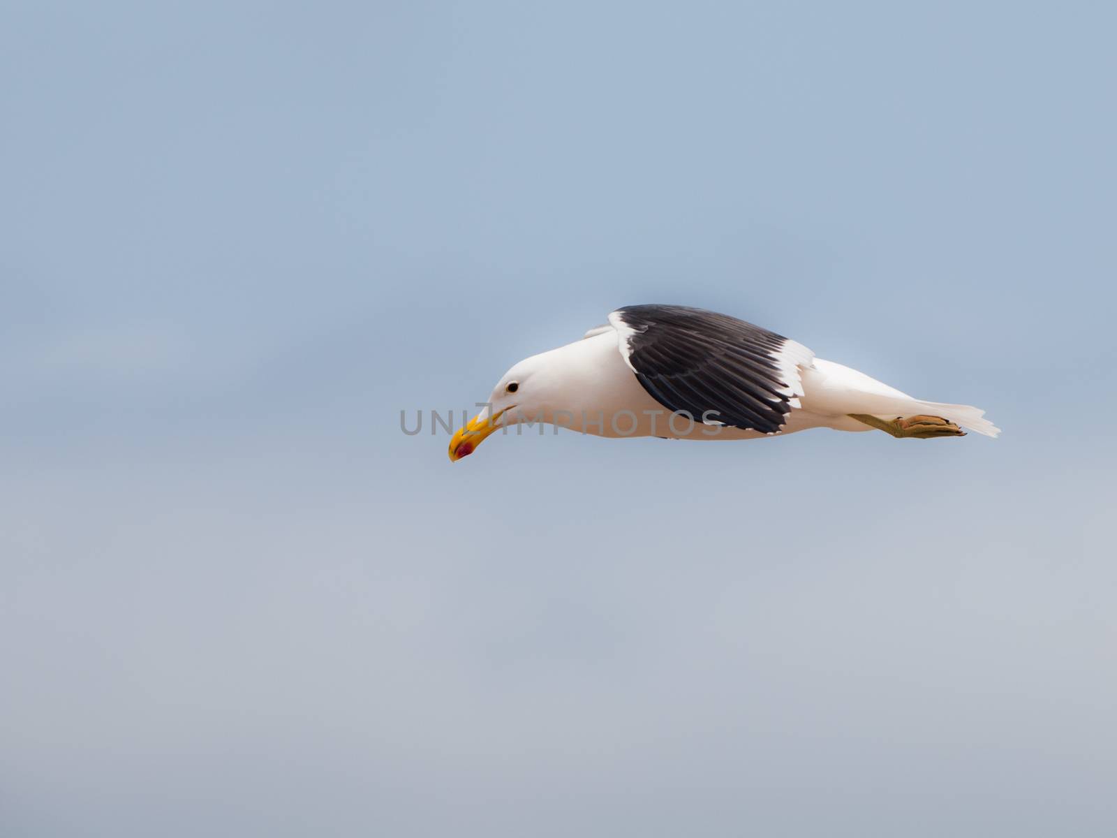 Seagull by pyty