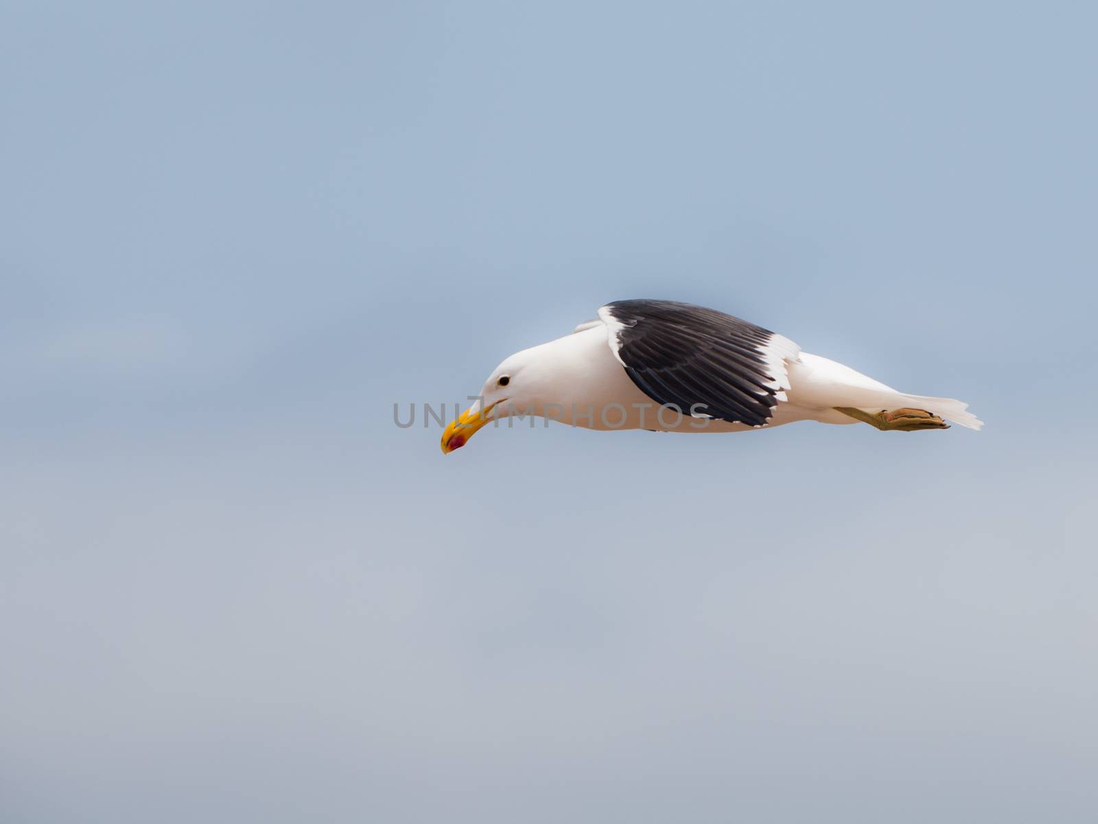 Seagull in flight at Cape Cross (Namibia)