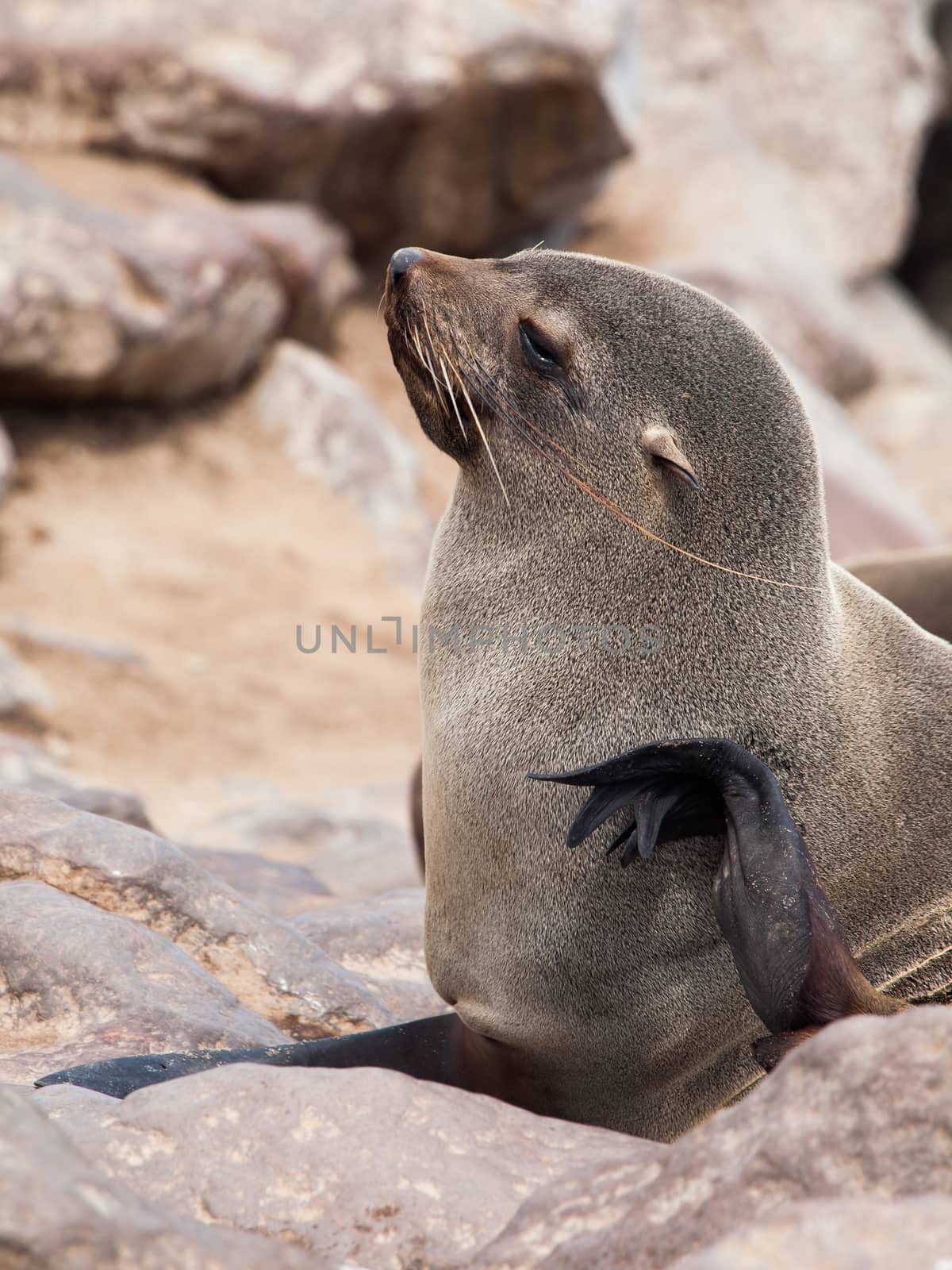 Young brown Fur Seal (Arctocephalus pusillus)