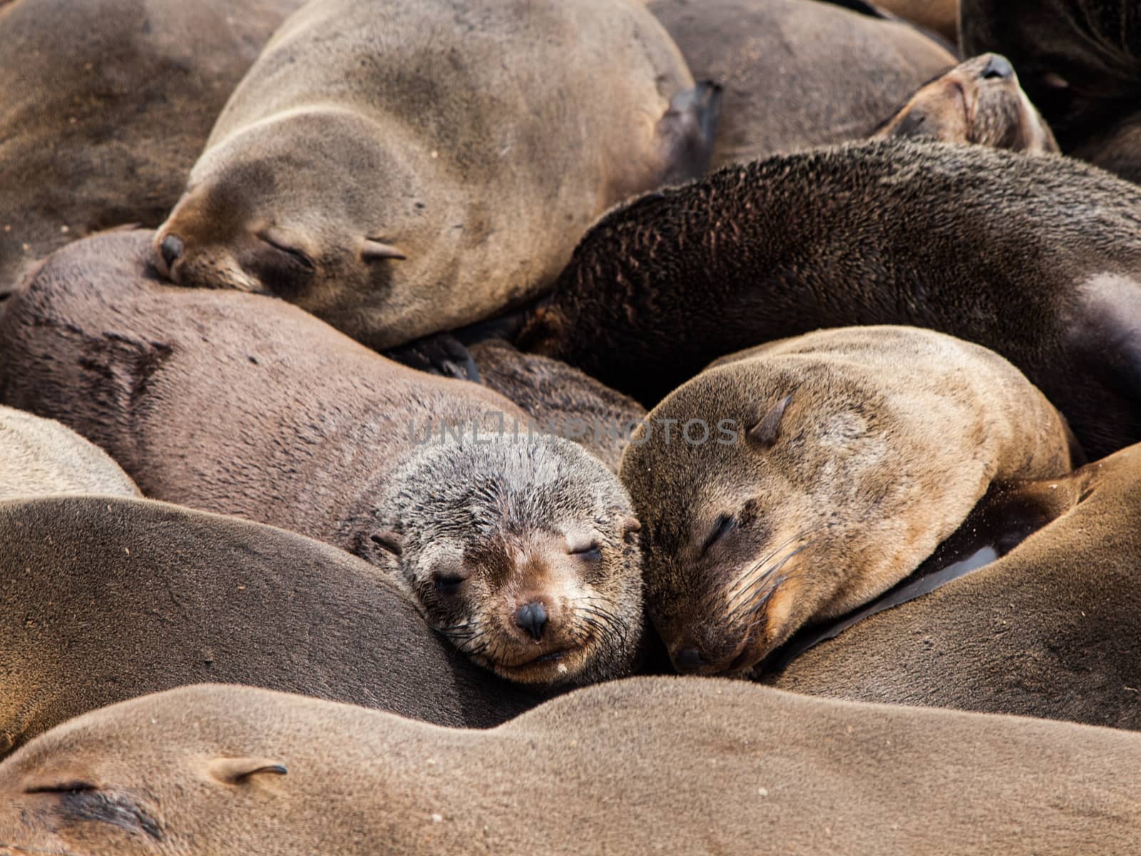 Sleeping brown fur seals (Arctocephalus pusillus)