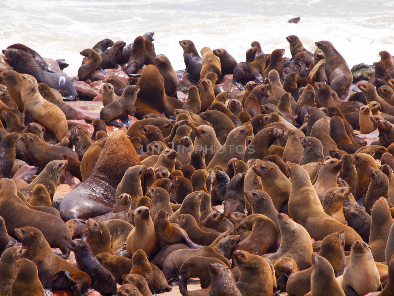 Brown Fur Seal colony at Cape Cross in Namibia (Arctocephalus pusillus)