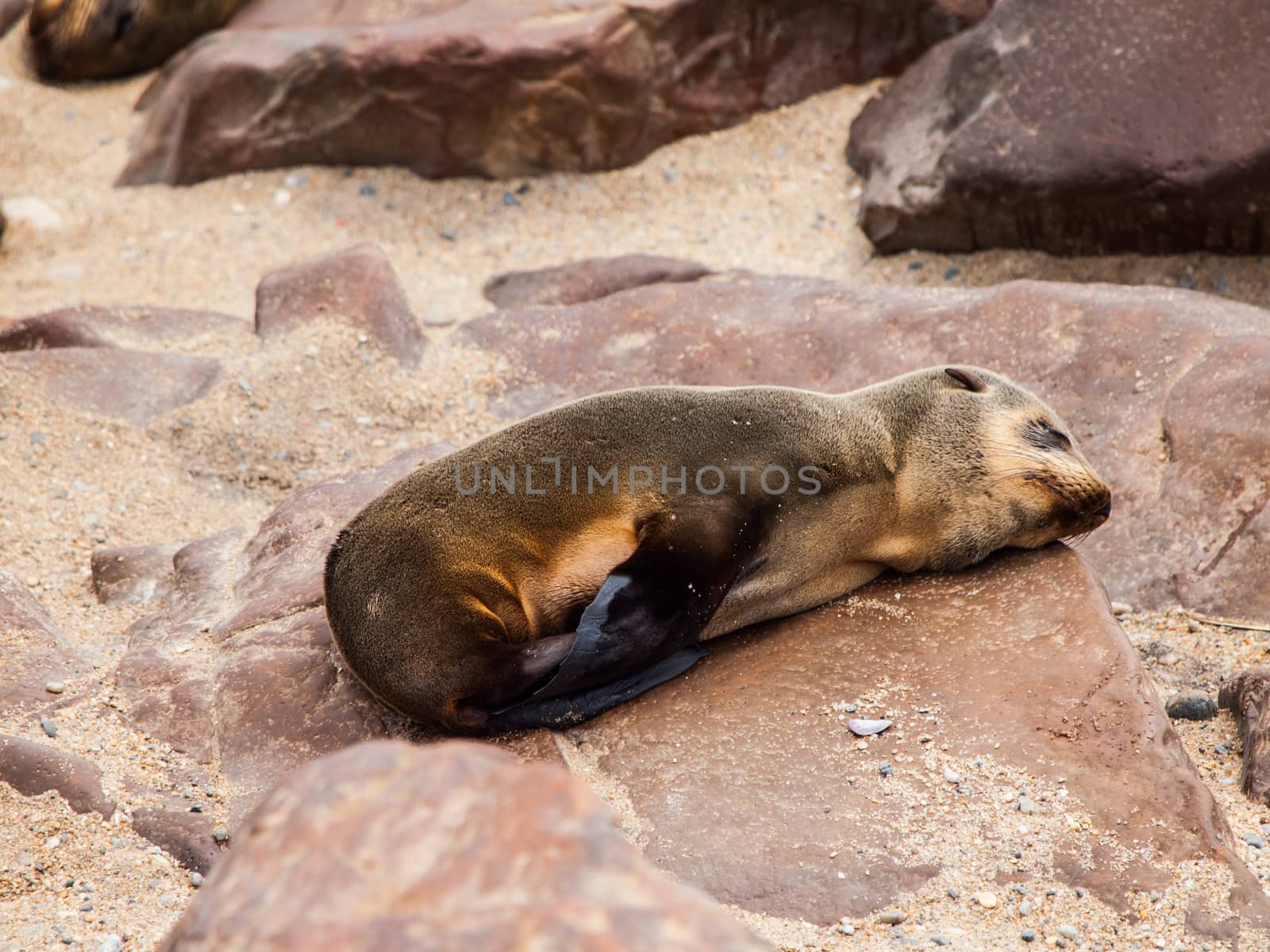 Sleeping brown fur seal (Arctocephalus pusillus)