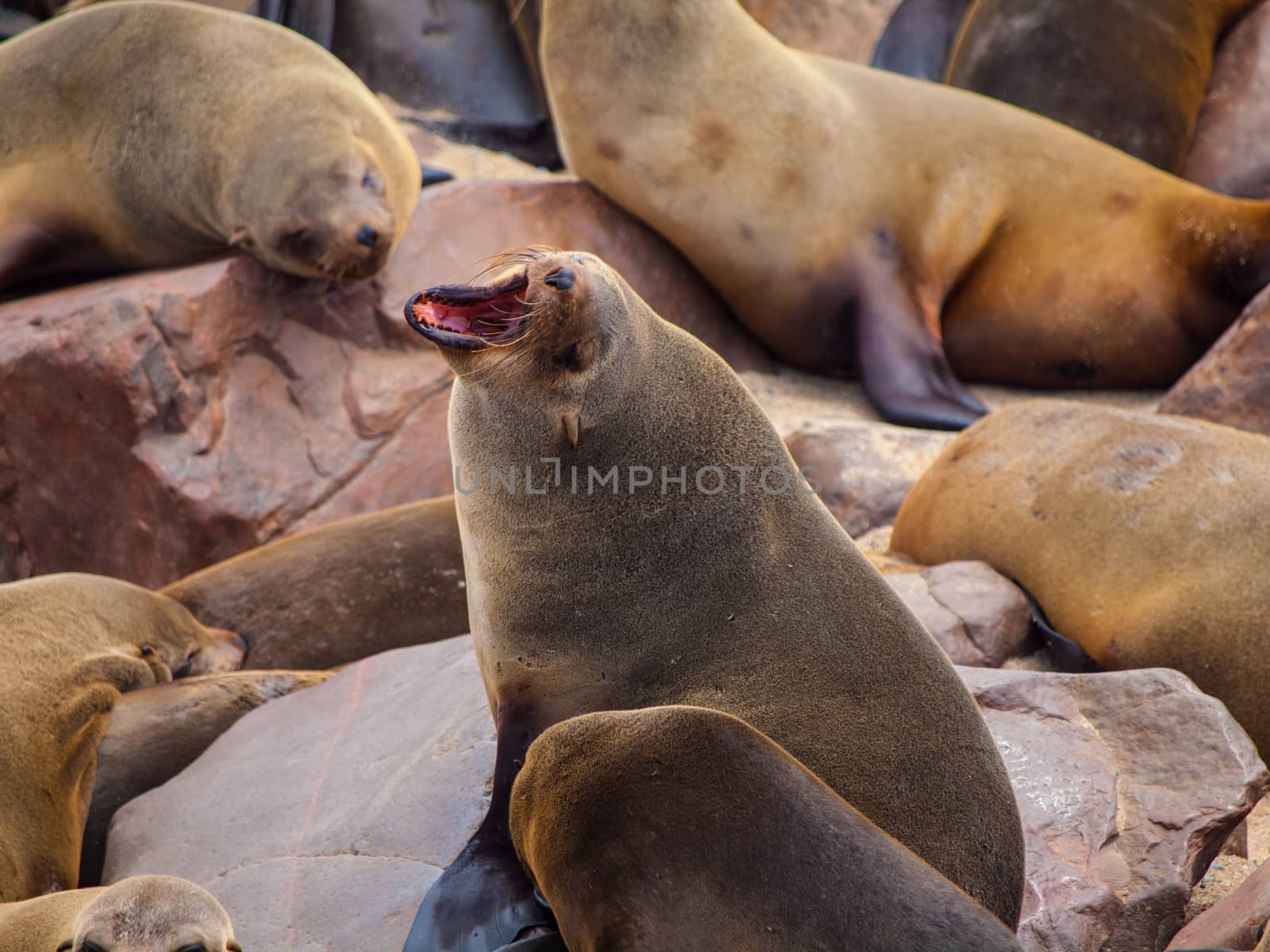 Brown Fur Seal (Arctocephalus pusillus) by pyty