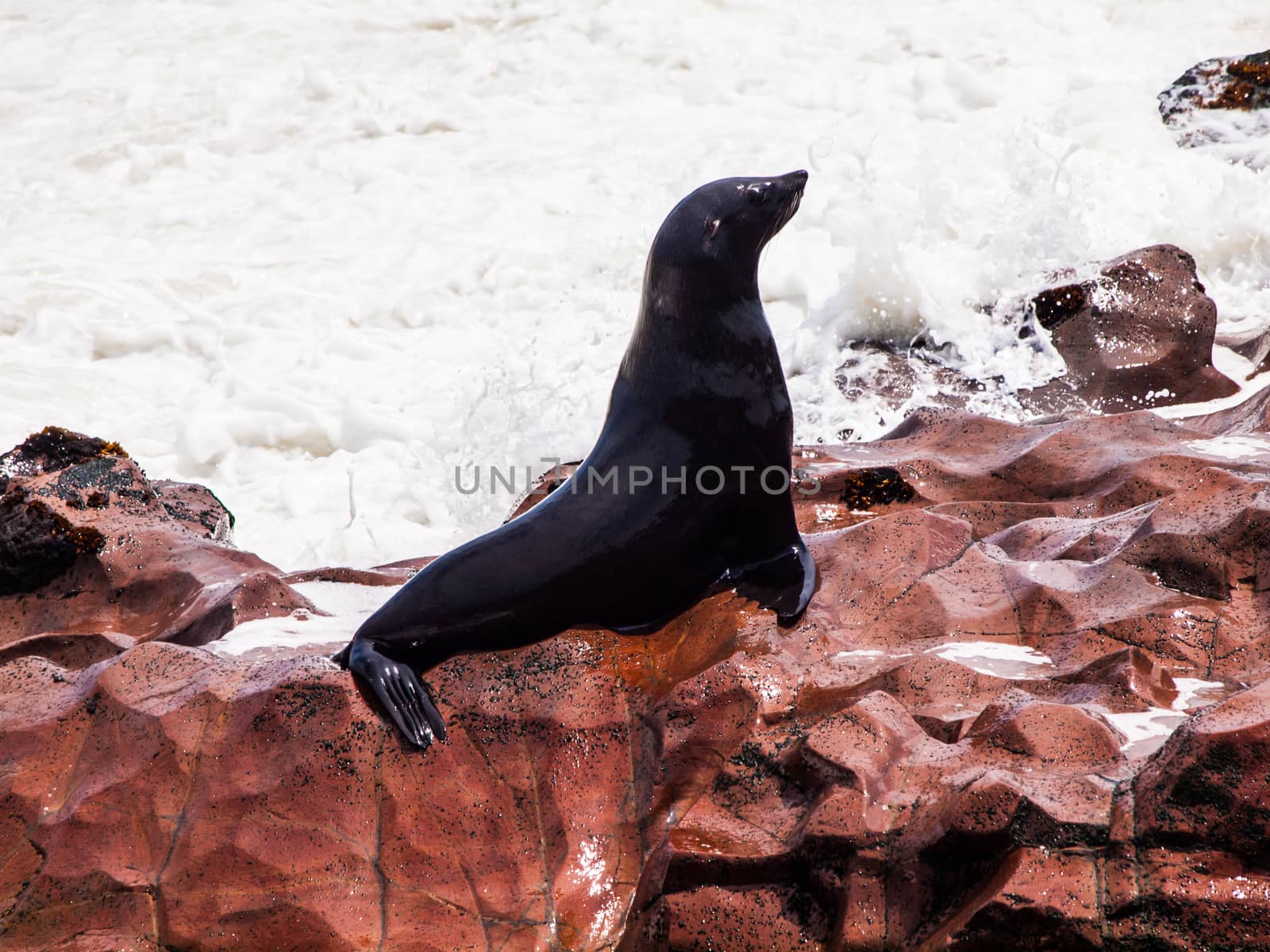 Brown Fur Seal (Arctocephalus pusillus) by pyty