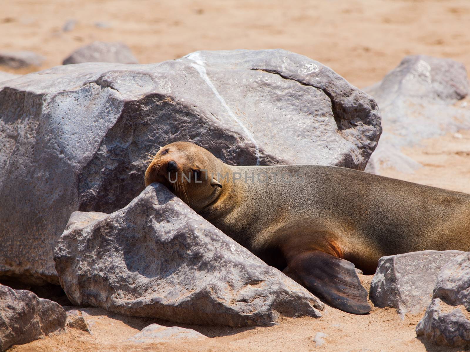 Brown Fur Seal (Arctocephalus pusillus) by pyty