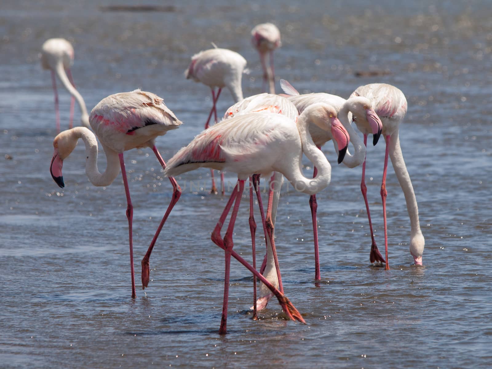 Pink flamingos in Walvis Bay (Namibia)