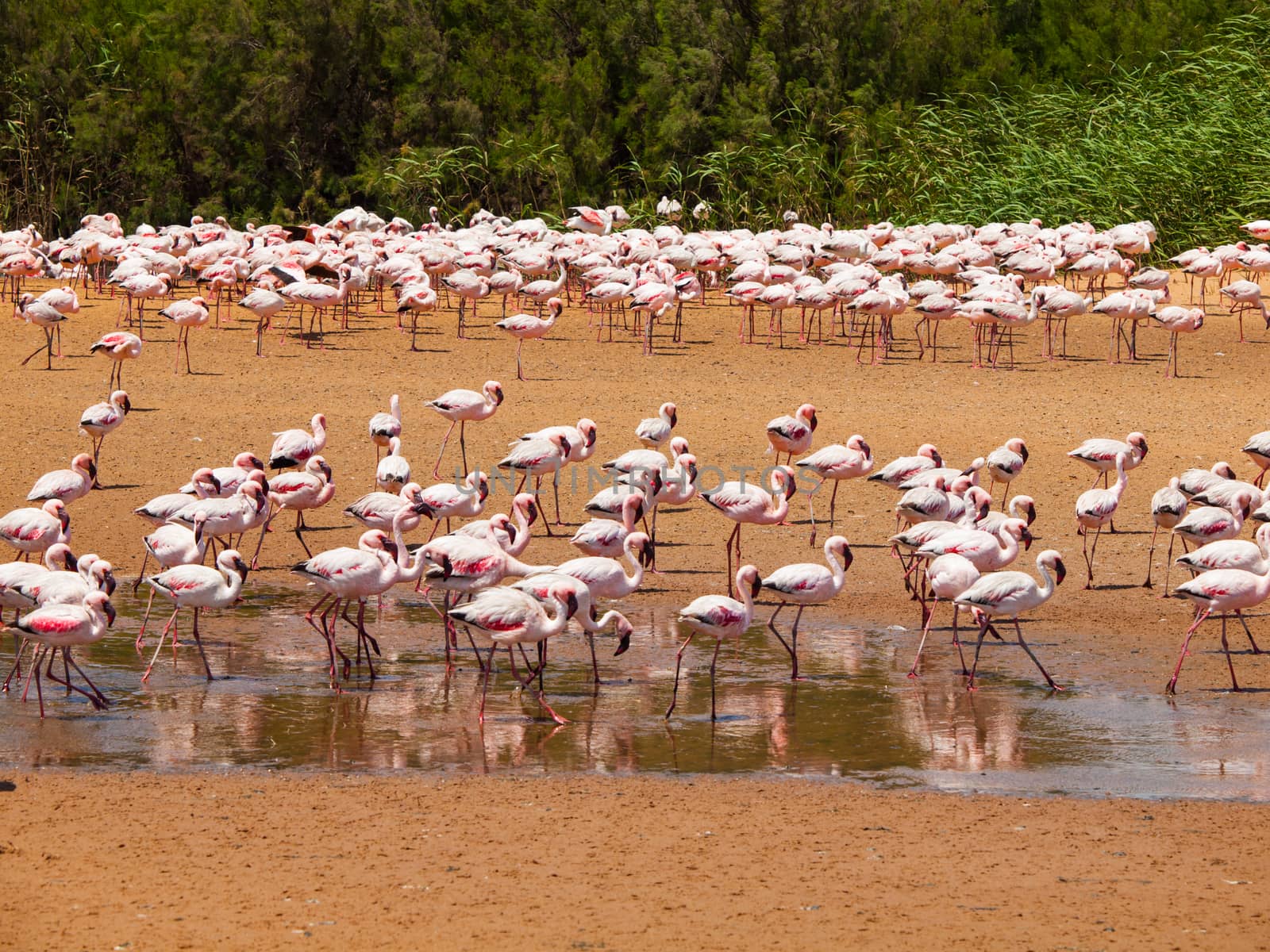 Flamingos near Walvis Bay (Namibia)