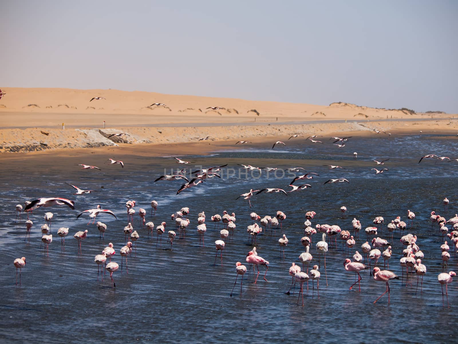 Flock of flamingos in Walvis Bay by pyty