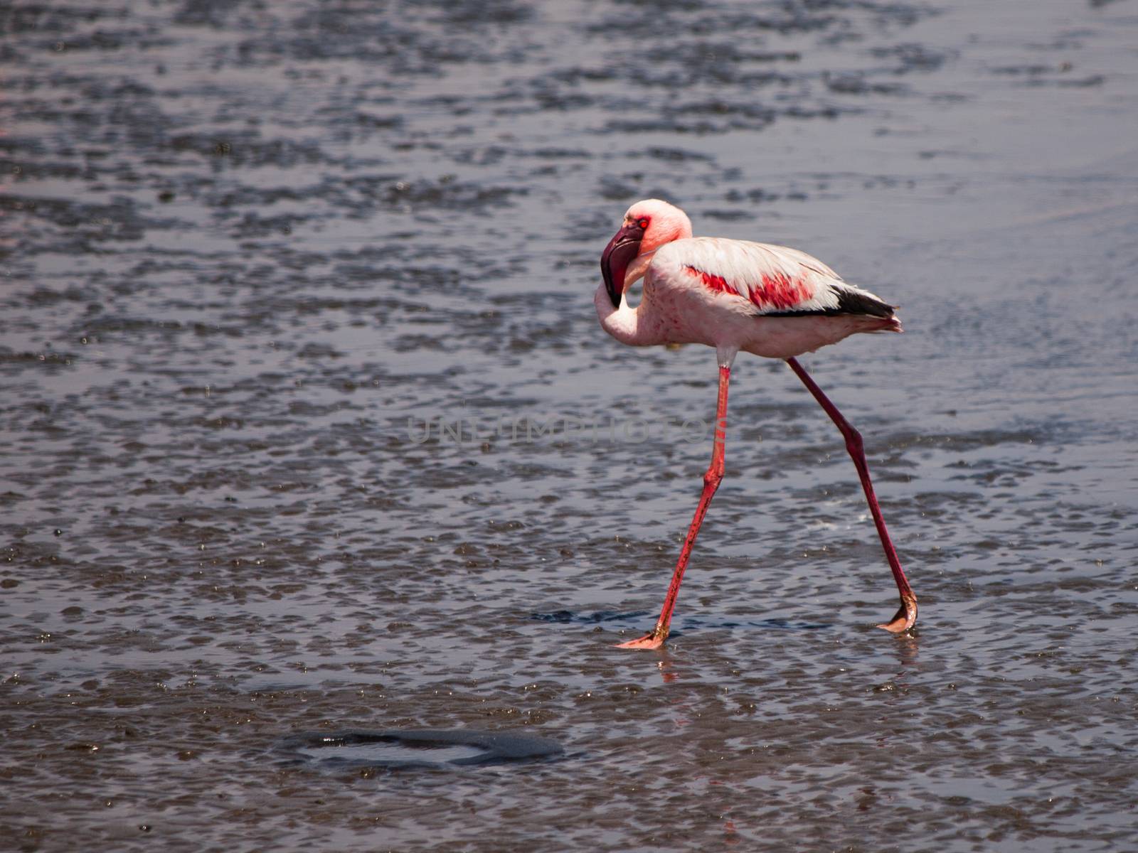 Lesser flamingo walks in shallow water by pyty