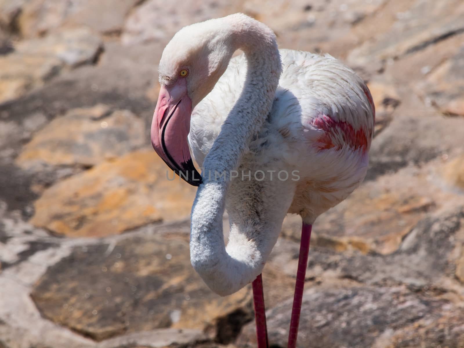 Flamingo detailed view (Phoenicopterus roseus)