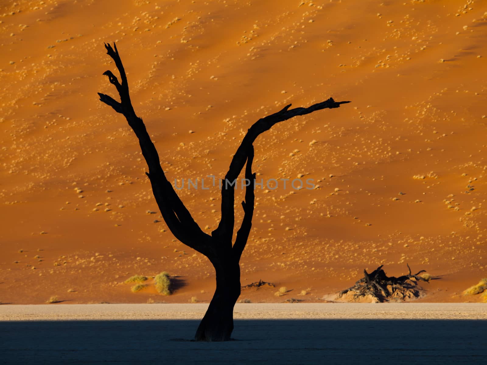 Dead trees in Sossusvlei (Namib desert, Namibia)