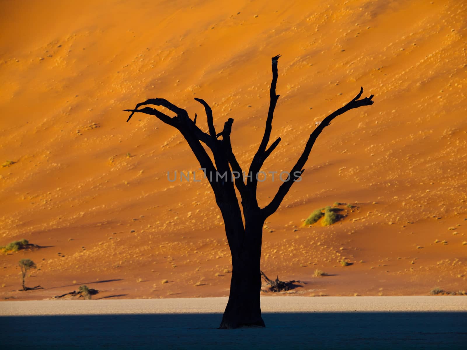 Dead trees in Sossusvlei (Namib desert, Namibia)