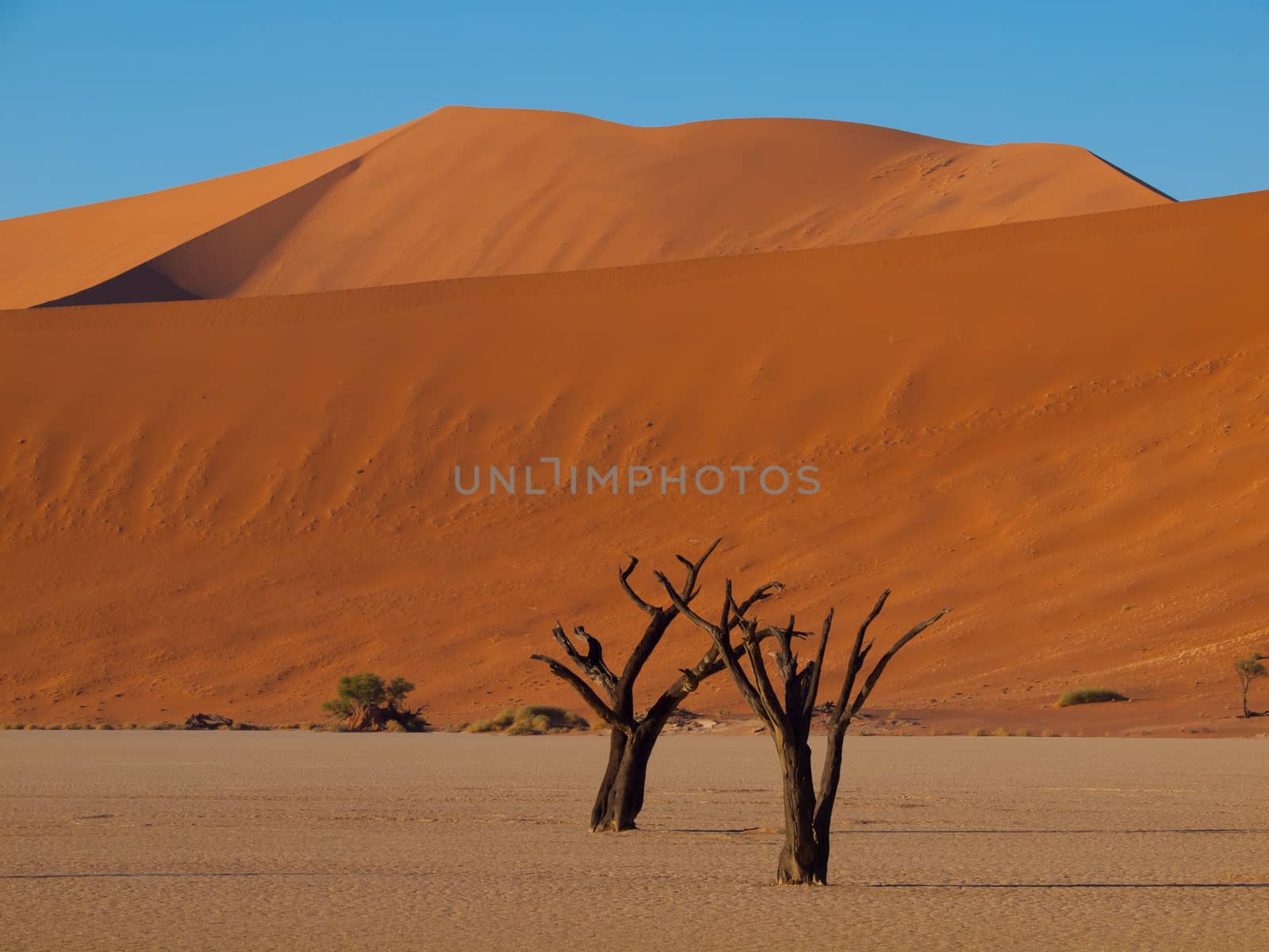 Dead trees in Sossusvlei by pyty