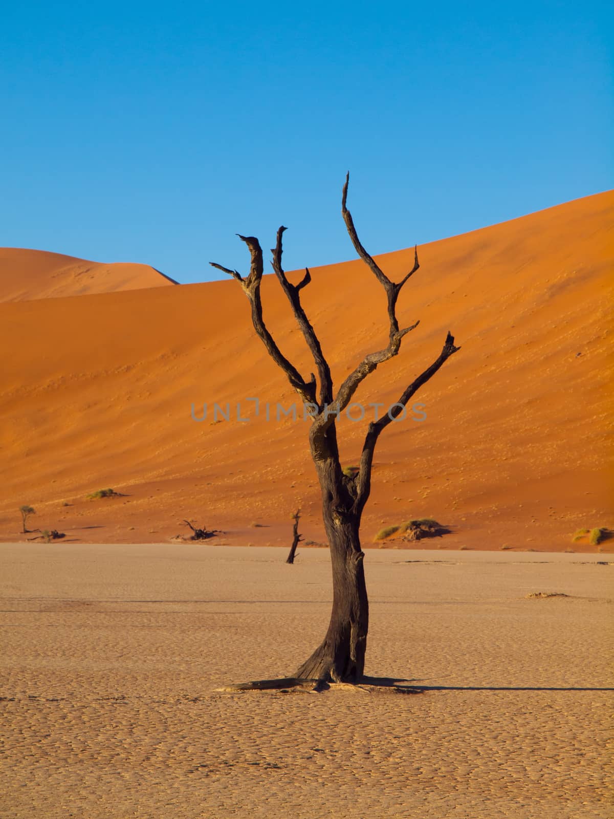 Dead trees in Sossusvlei (Namib desert, Namibia)