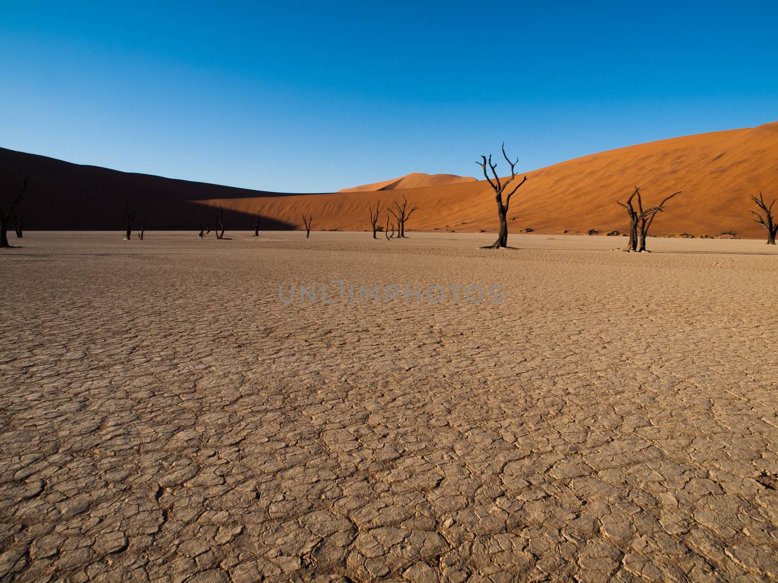 Dead acacia trees and red dunes of Namib desert by pyty