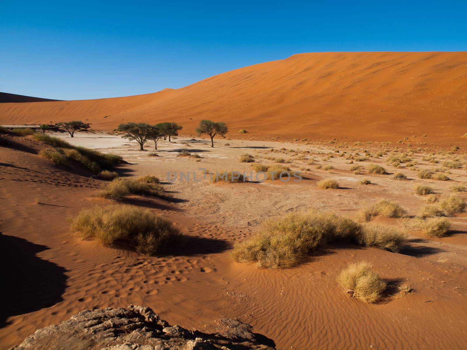 Dead acacia trees and red dunes of Namib desert (Namib Naukluft National Park, Namibia)