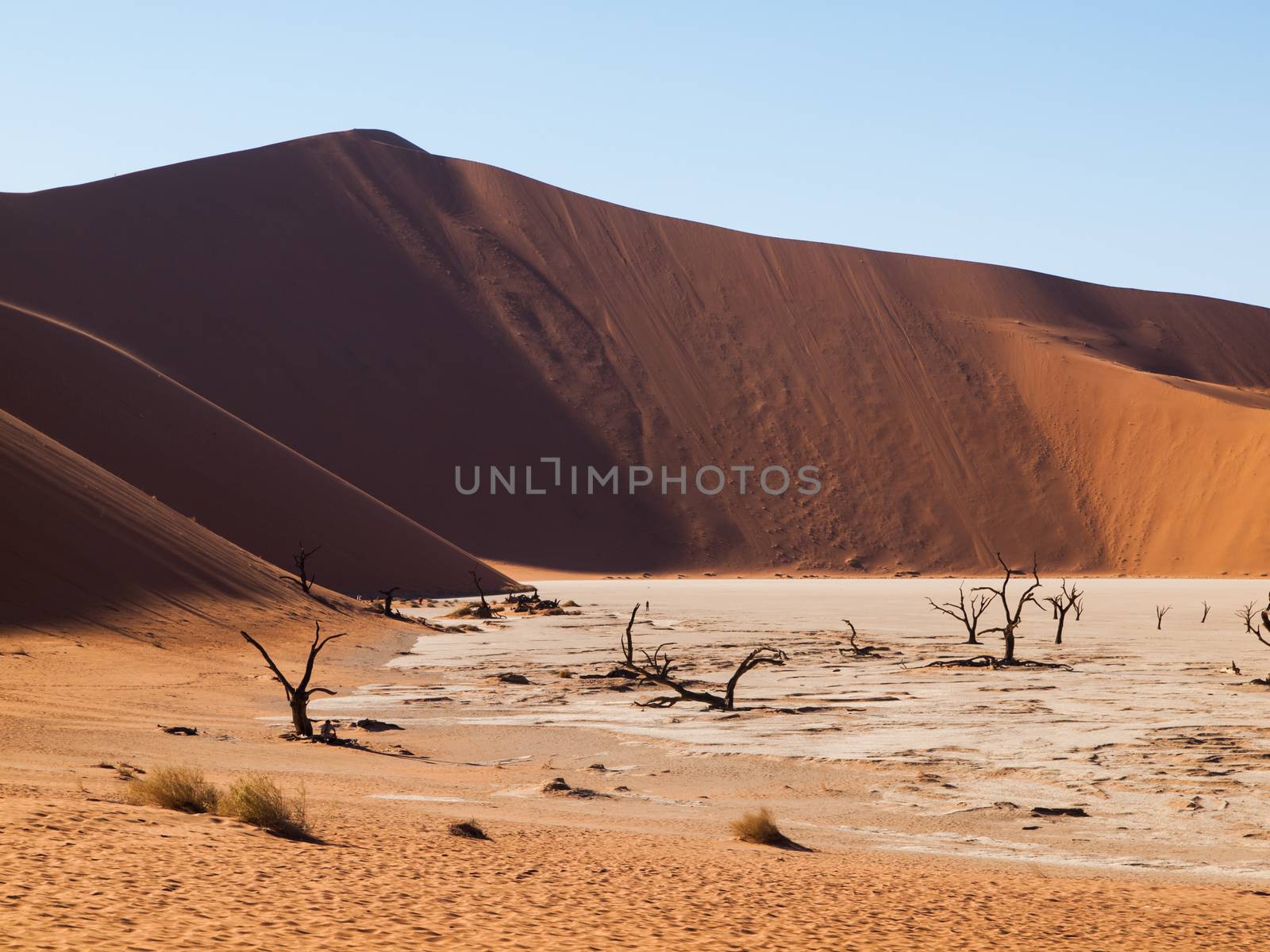 Dead acacia trees and red dunes of Namib desert by pyty