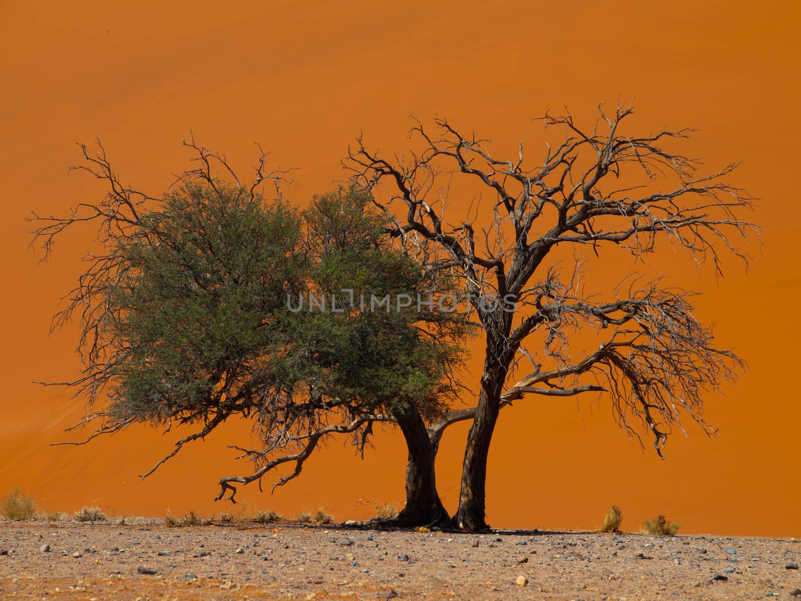 Acacia tree in front of Dune 45 in Namid desert by pyty