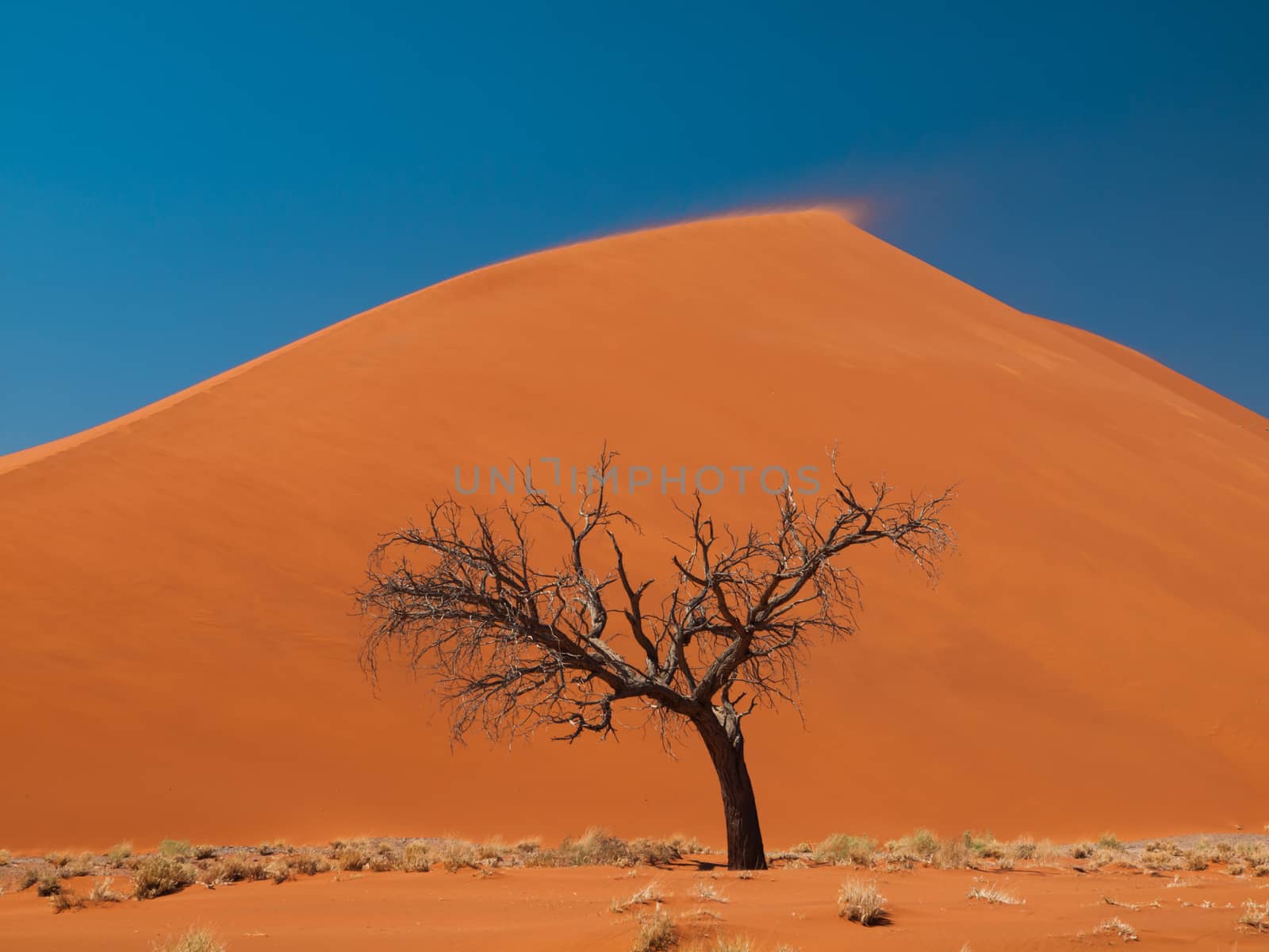 Acacia tree in front of Dune 45 in Namid desert by pyty