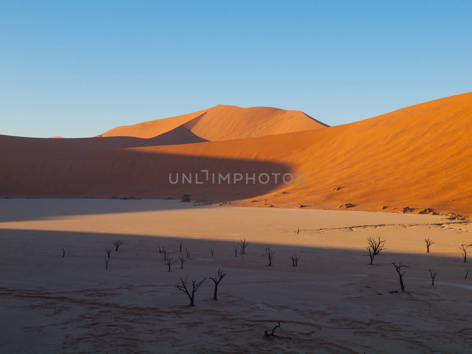 Dead acacia trees and red dunes of Namib desert (Namib Naukluft National Park, Namibia)