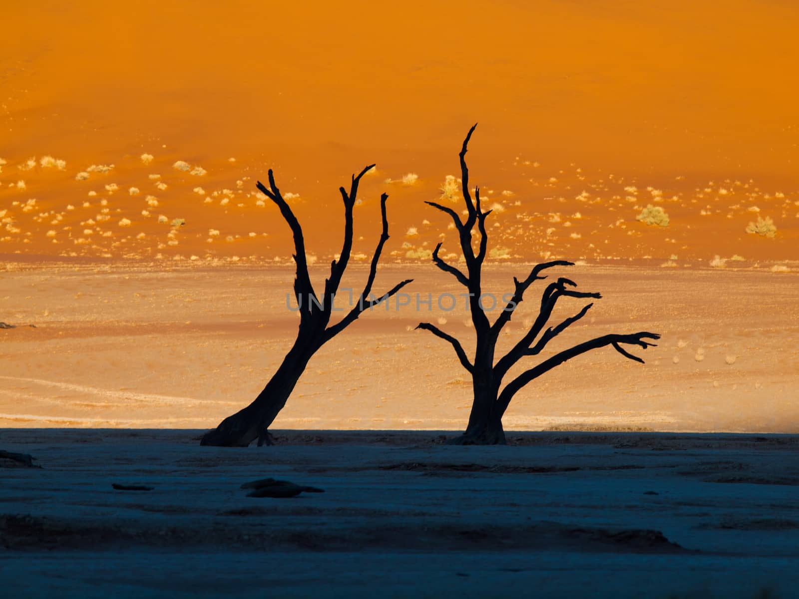 Dead trees in Sossusvlei (Namib desert, Namibia)