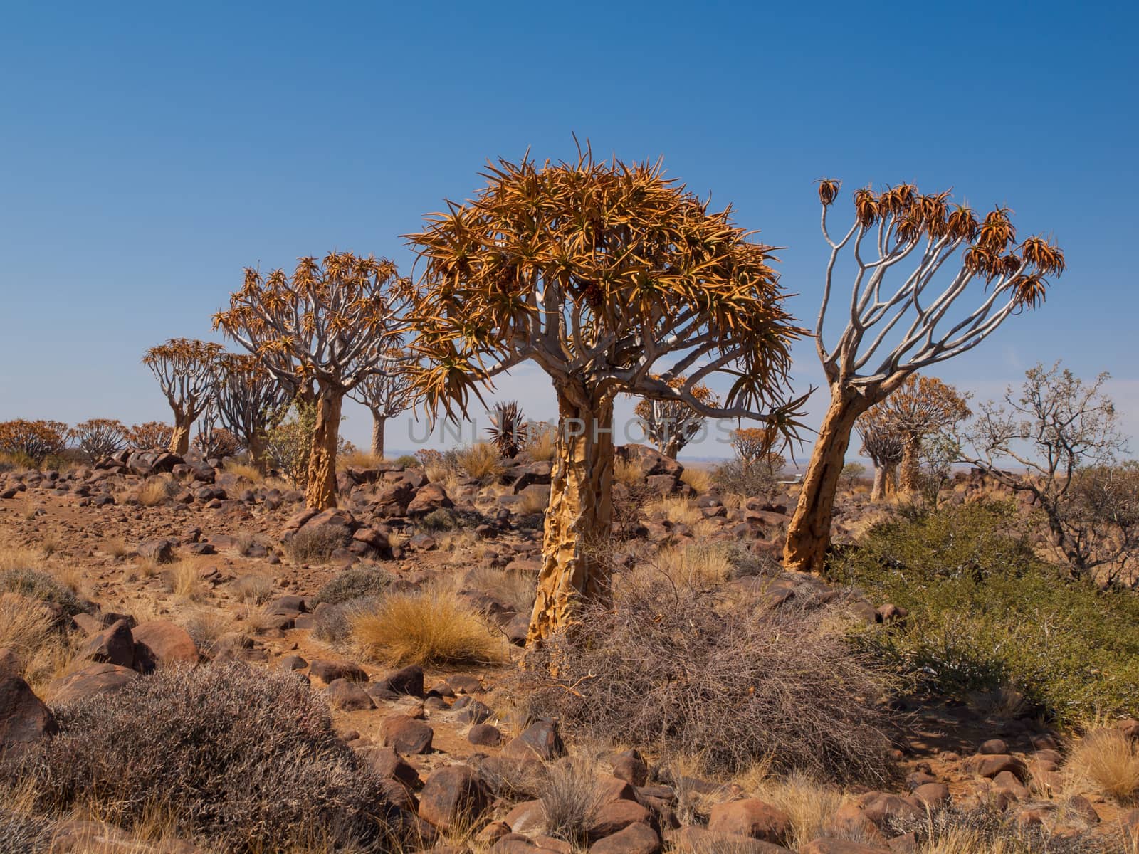 Kokerboom forest with aloe (quiver) trees by pyty