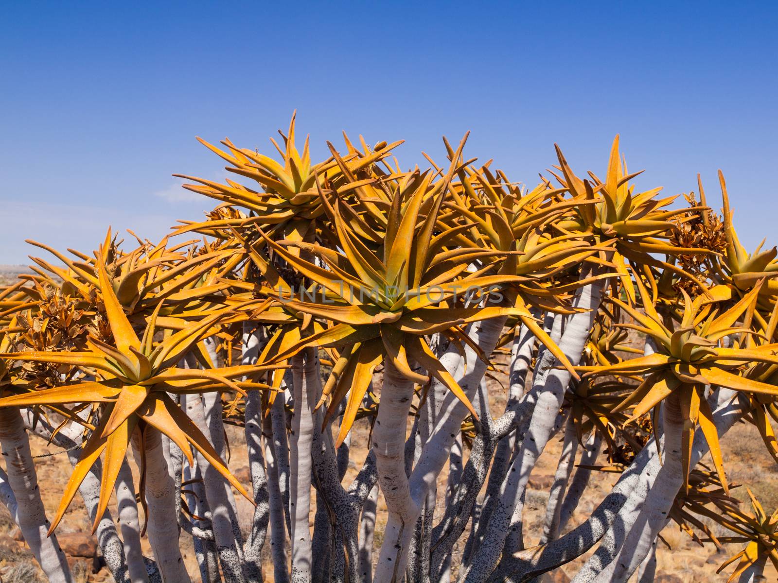 Aloe (quiver) tree detail in Quiver tree forest near Keetmanshoop (Namibia) Aloe (quiver) tree detail (Namibia)