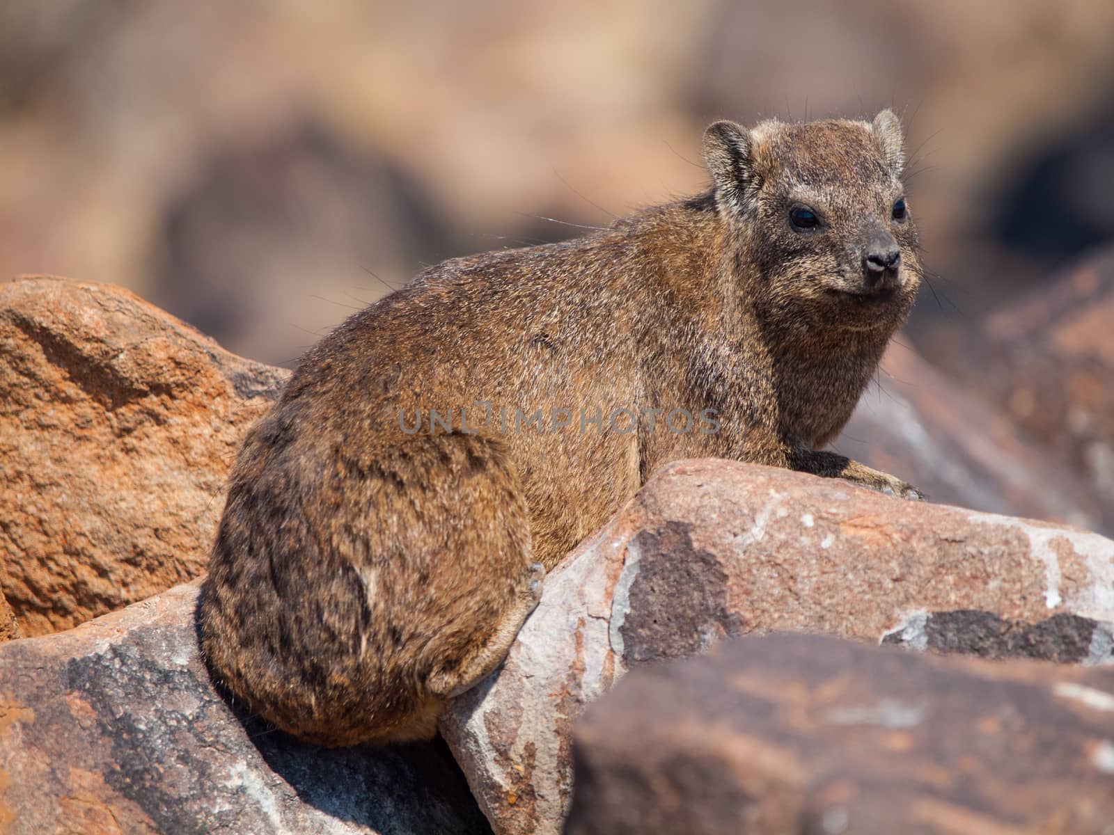 Dassie rat (Petromus typicus) by pyty