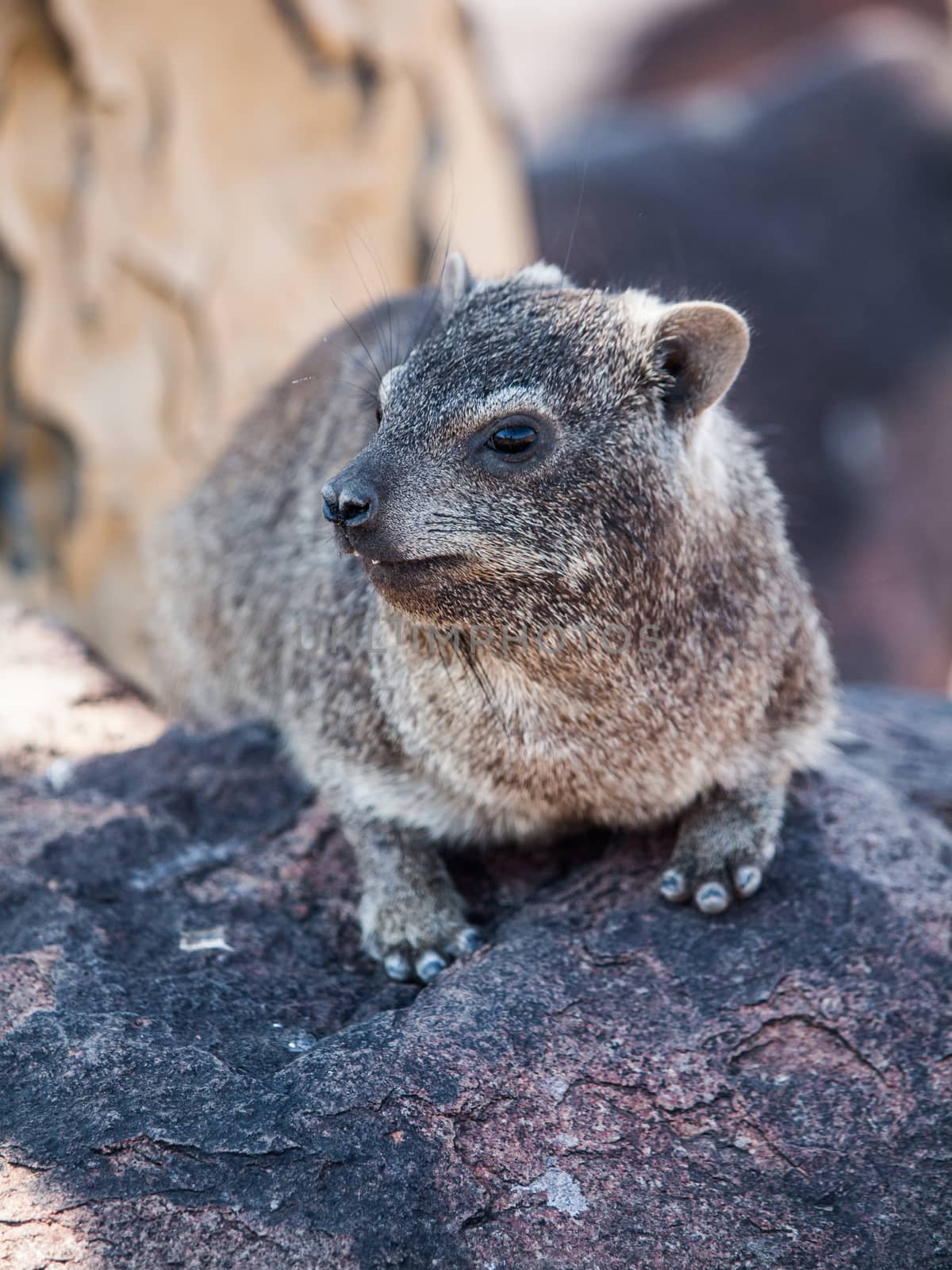 Dassie rat (Petromus typicus) by pyty