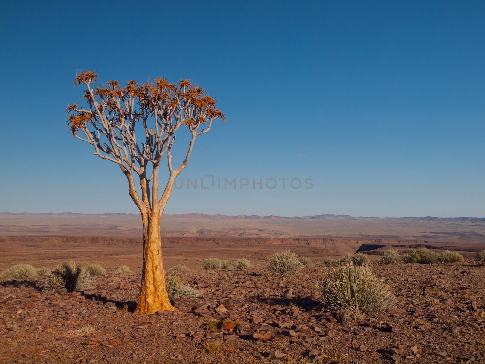 Aloe tree (quiver) in Fish River Canyon National Park by pyty