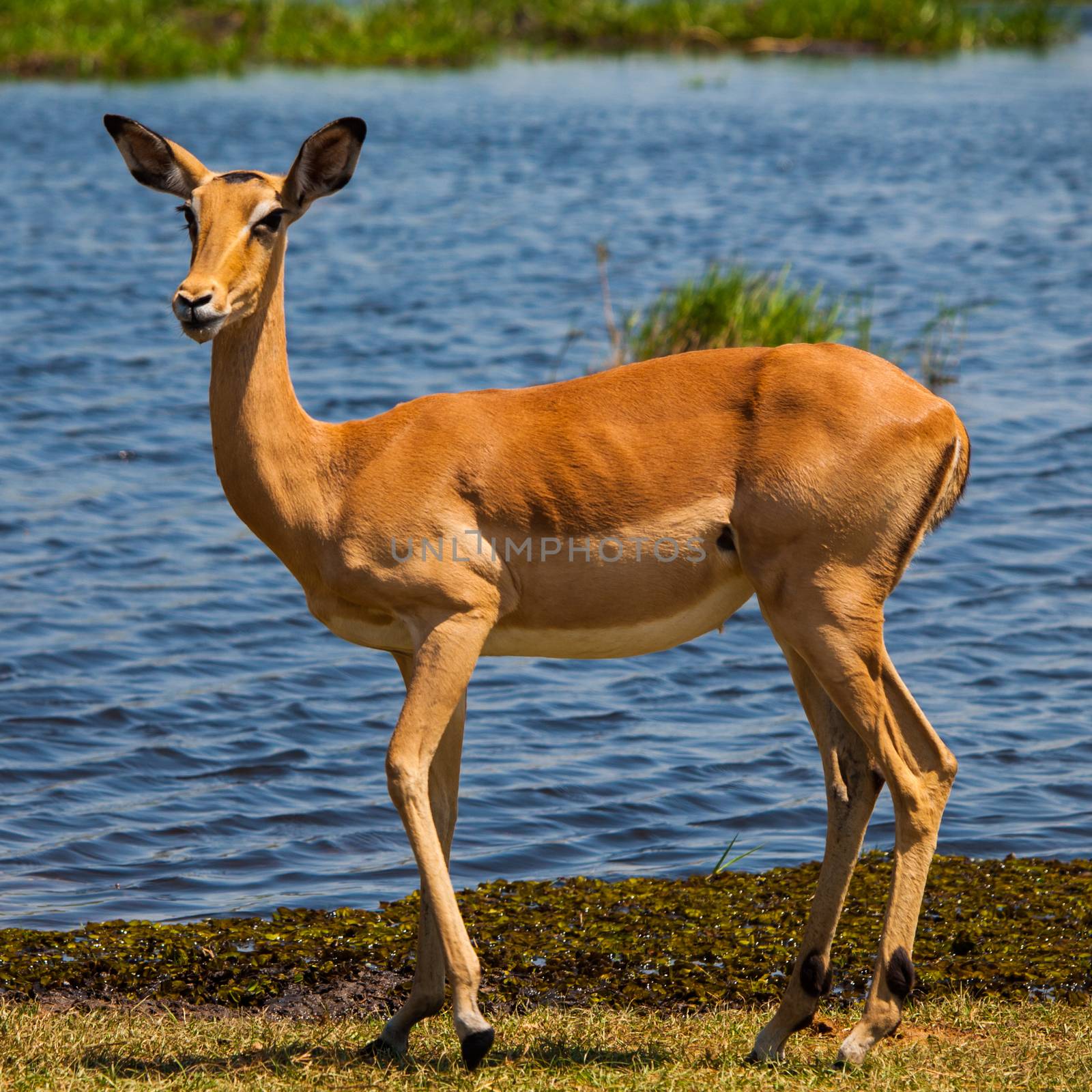 Young impala on safari game drive (Okavango region, Botswana)