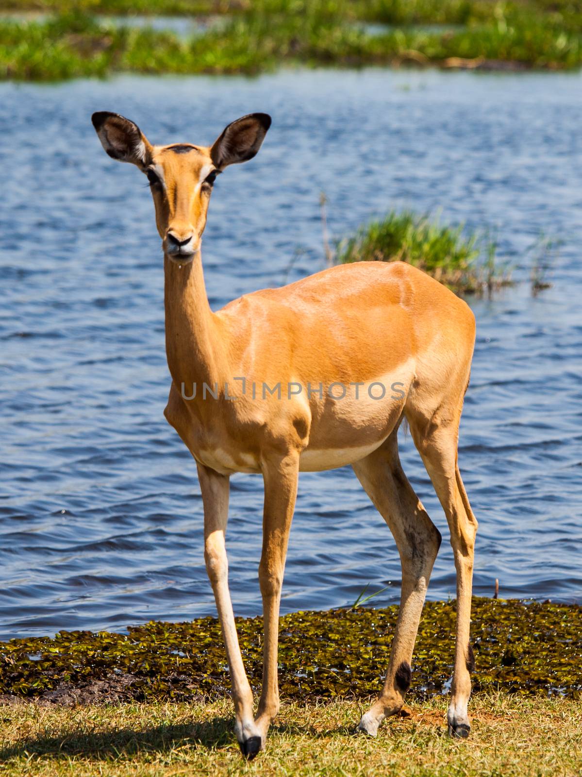Impala at waterhole by pyty