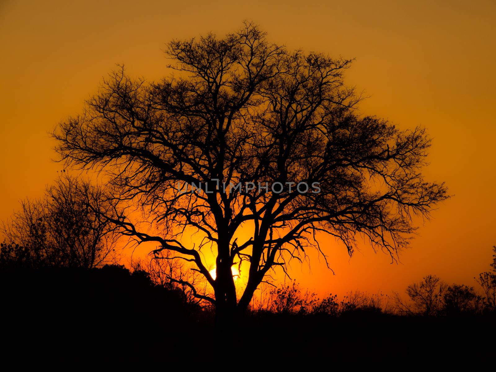 African sunset by pyty