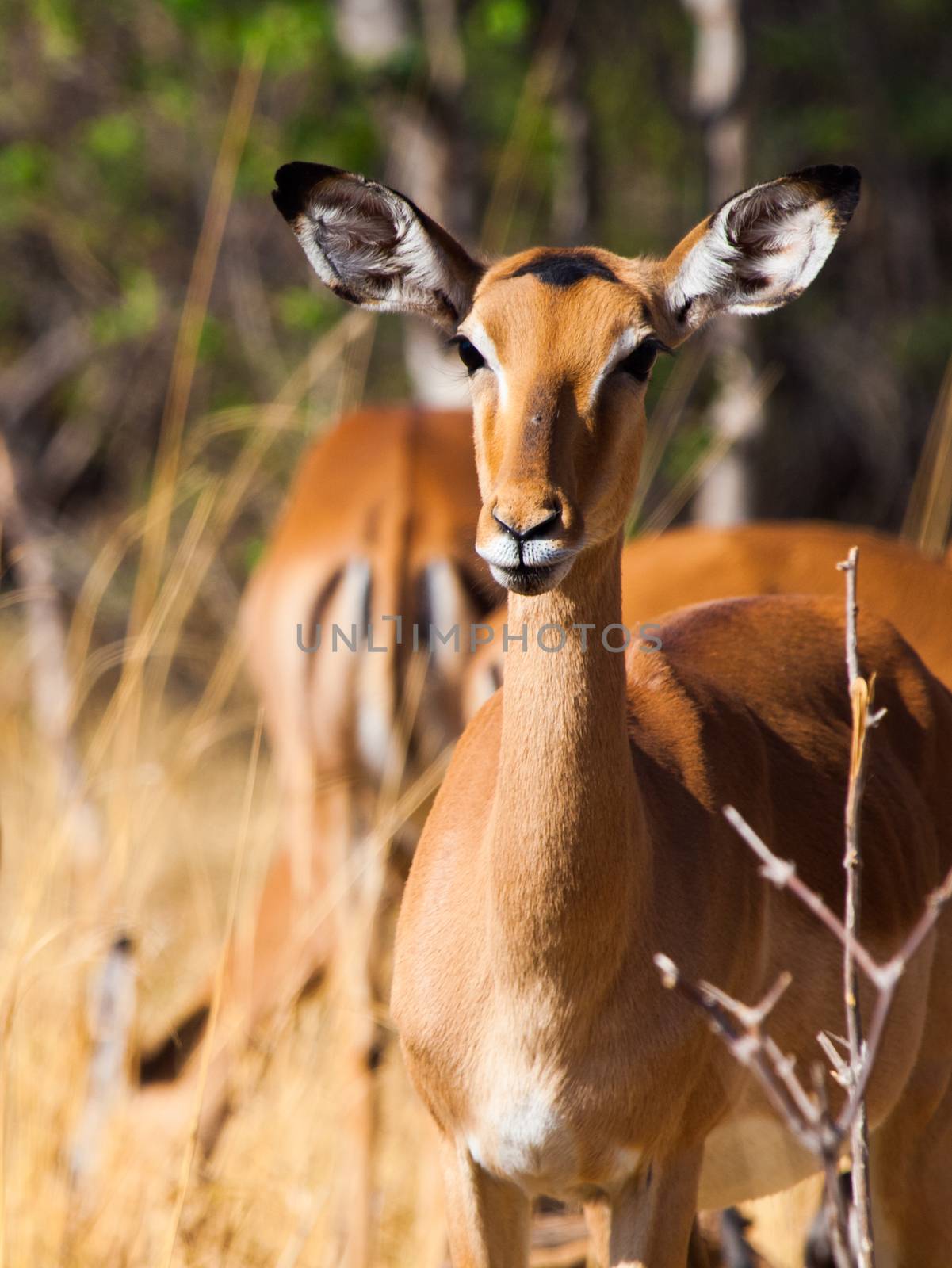 Young female impala (Aepyceros melampus)